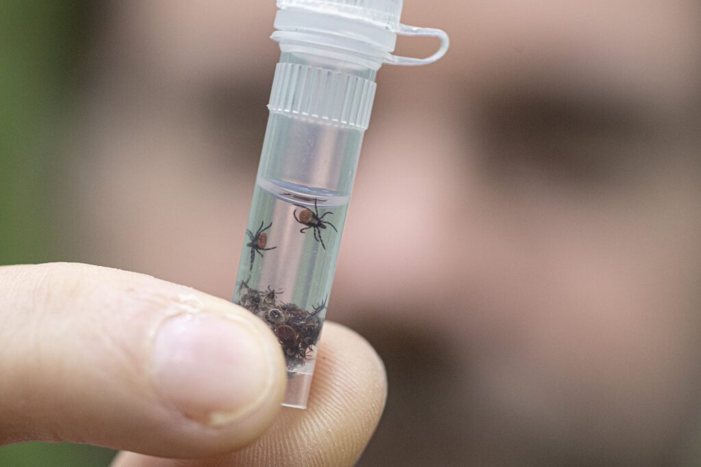 kullancsgyűjtés Földvári Gábor