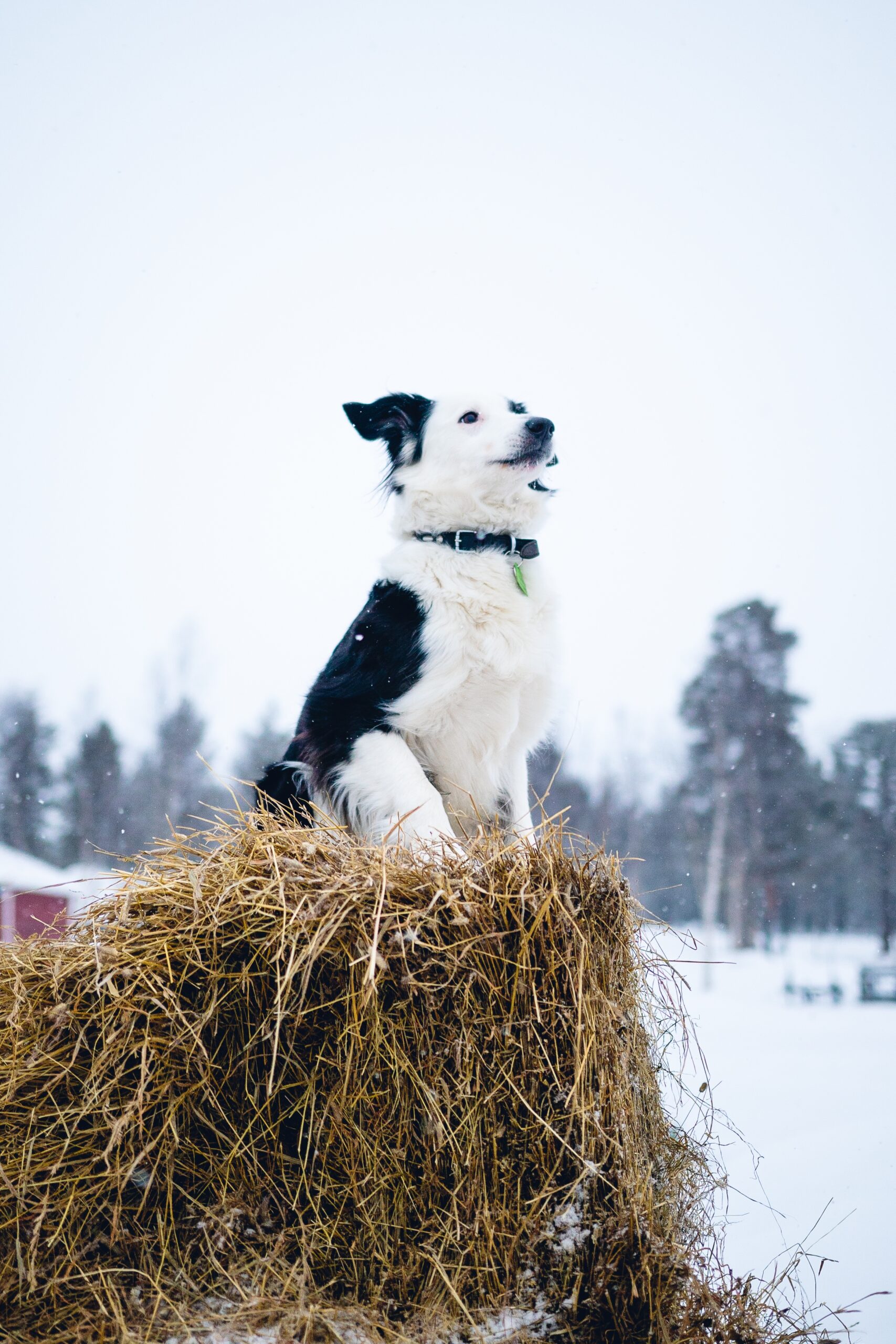 A vertical shot of a dog sitting on a block of hay in the north of Sweden