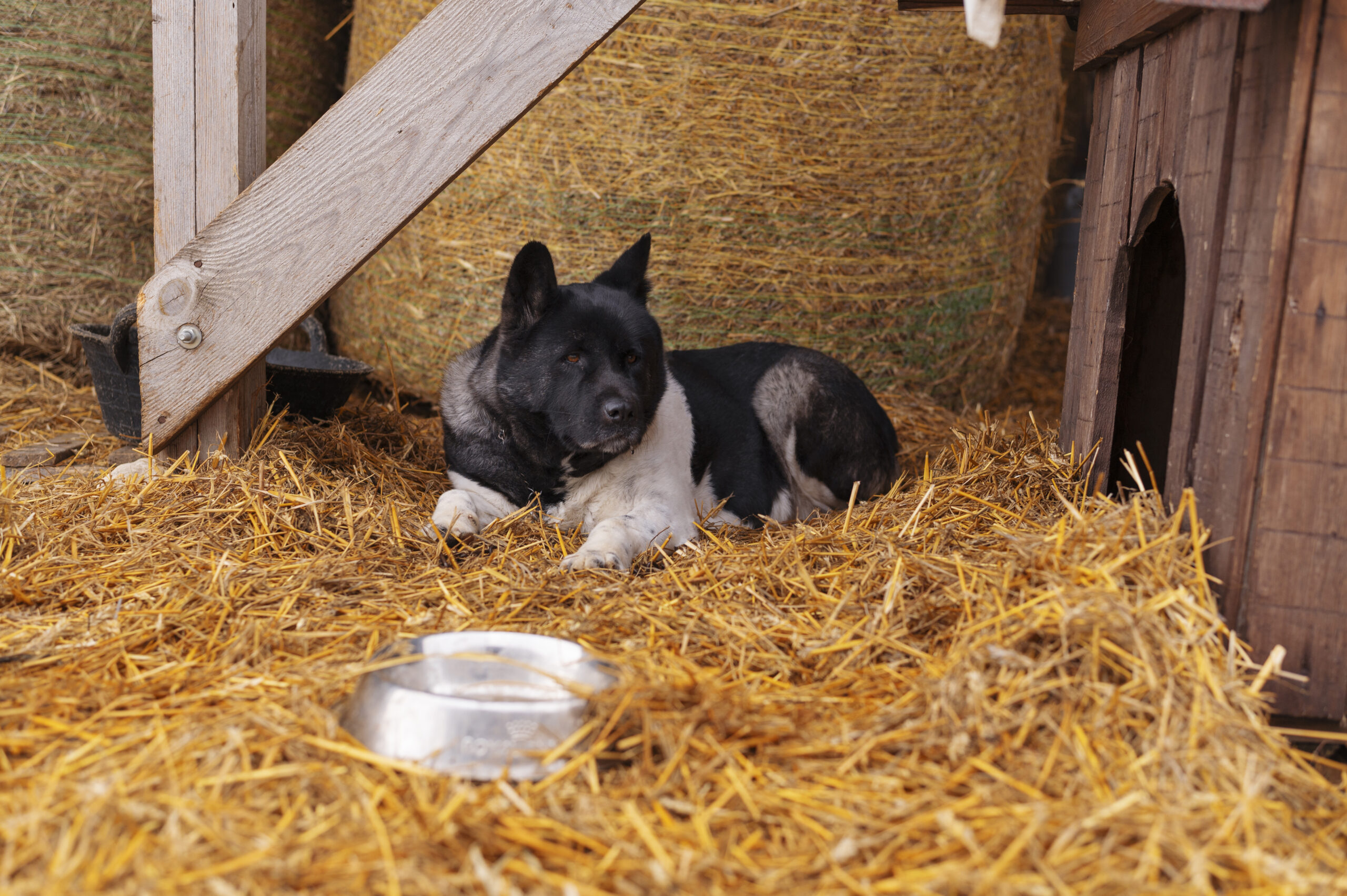 kutya kutyaház szalma