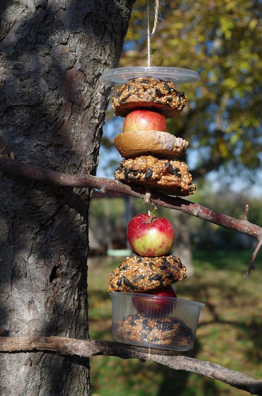 gyümölcs madáretető