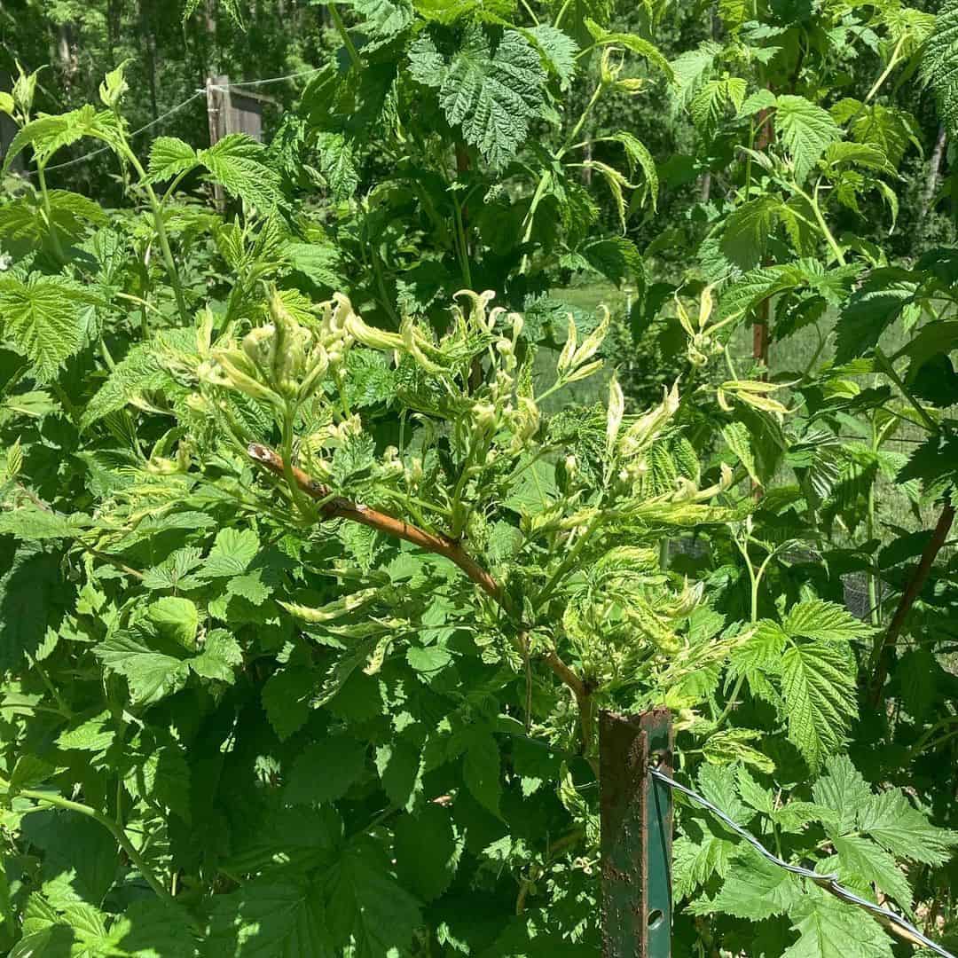 A málna-levélsodródás súlyos kárt okozhat,a kis málna-levéltetű terjeszti