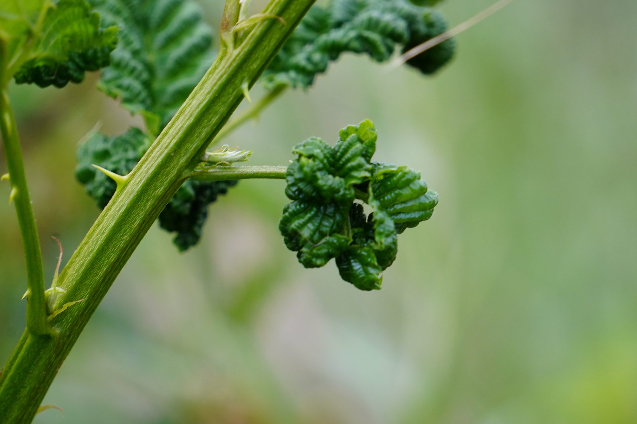 A bogyósok vírusos, mikoplazmás és baktériumos betegségei