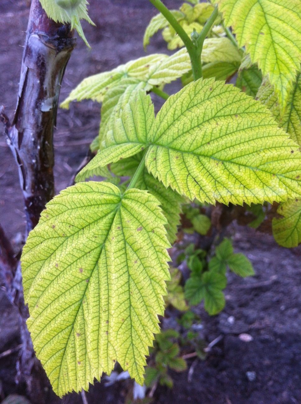 A málnamozaik betegséget több vírus okozhatja és nem csak mozaikos foltok formájában mutatkozhat meg