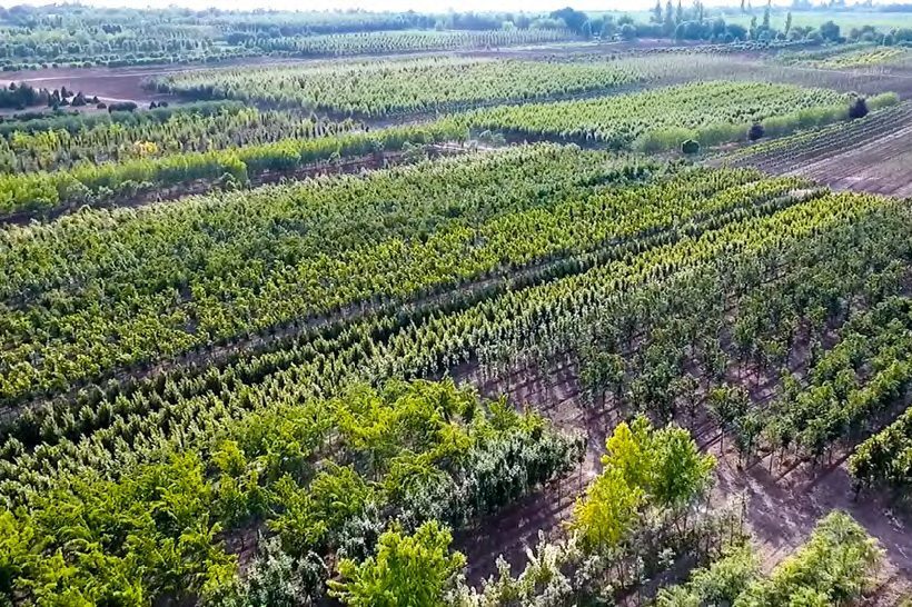 Múlt és jelen a 103 éves faiskola történetében