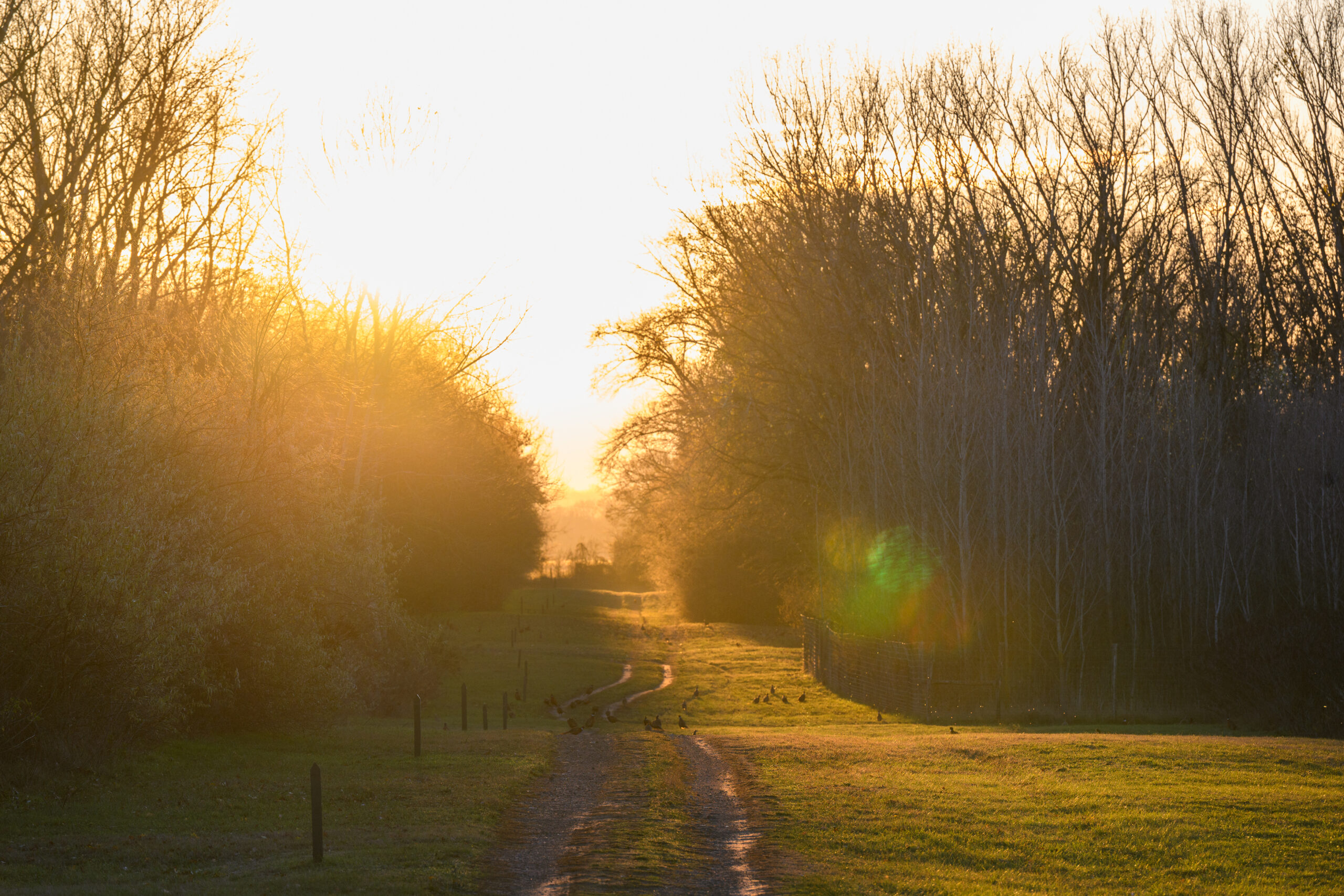 több tízezer fa a hazai erdők megújulásáért