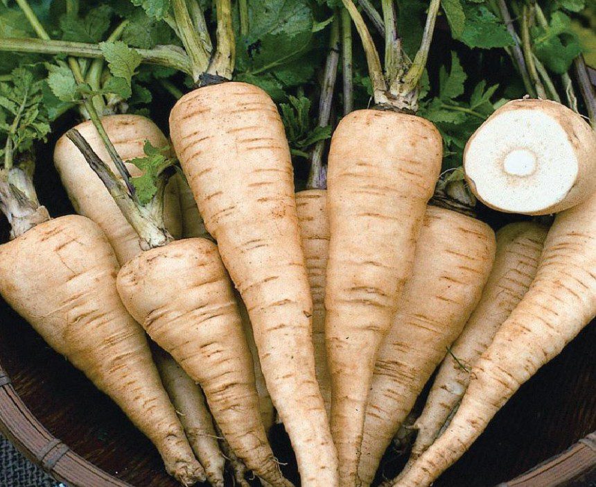 Korán vethető zöldségnövényünk a paszternák