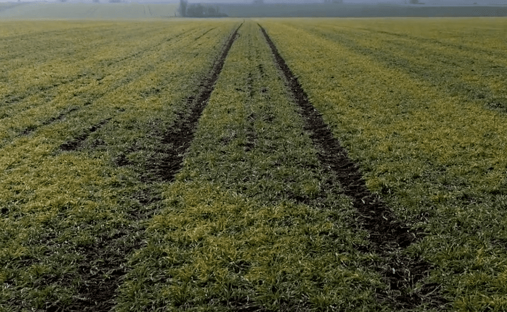 árpa élettani sárgulása Baklanov Szandra