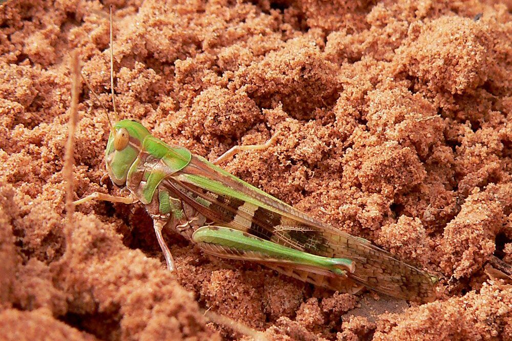 Oedaleus senegalensis hím példánya sáska rovar kártevő sáskajárás
