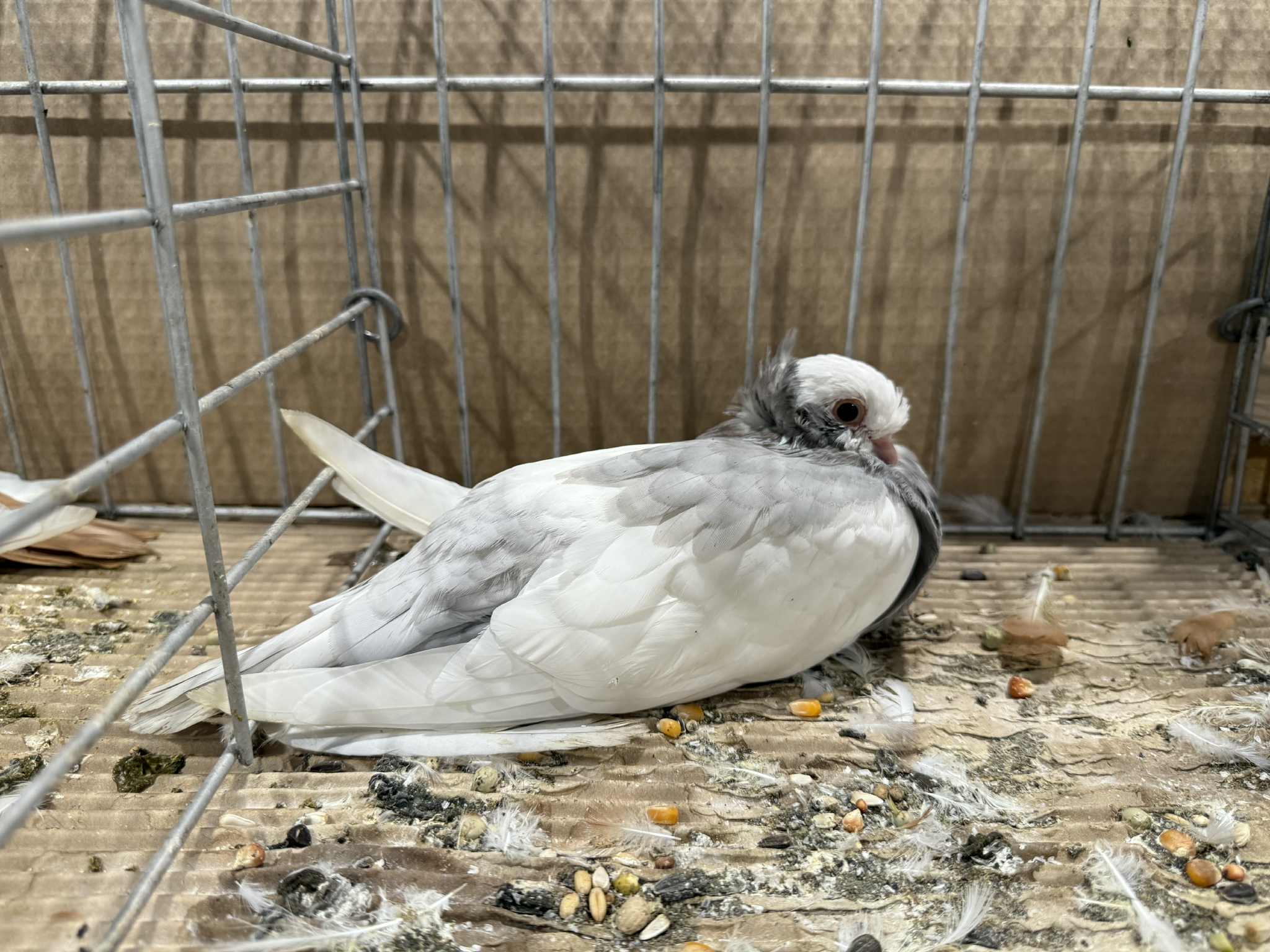 székesfehérvári bukó az omék-on