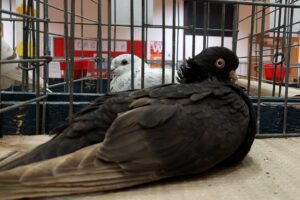 Fajtajellemzők A székesfehérvári bukó magyar galambfajta, keskeny, karcsú, viszonylag rövid testű, arányos szemű, piros szembőrrel és középhosszú csőrrel. Jellemzője a telt nyak, a vállától keskenyedő hát, testhez simuló evezőtollak (szárnyak) és a közepes hosszúságú, keskeny kormánytollak (farok). Változatai az egyszínű, a szíveshátú és a feketeszalagos kék.