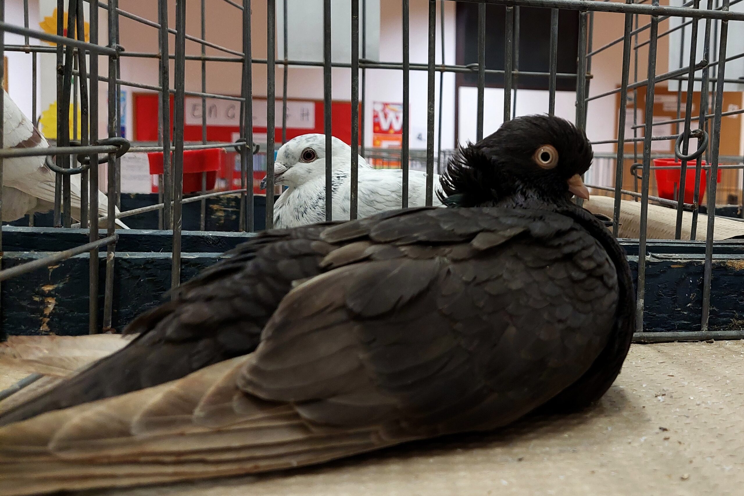 FajtajellemzőkA székesfehérvári bukó magyar galambfajta, keskeny, karcsú, viszonylag rövid testű, arányos szemű, piros szembőrrel és középhosszú csőrrel. Jellemzője a telt nyak, a vállától keskenyedő hát, testhez simuló evezőtollak (szárnyak) és a közepes hosszúságú, keskeny kormánytollak (farok). Változatai az egyszínű, a szíveshátú és a feketeszalagos kék.