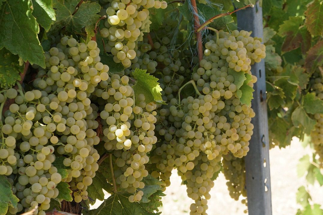 szőlő konyak cognac