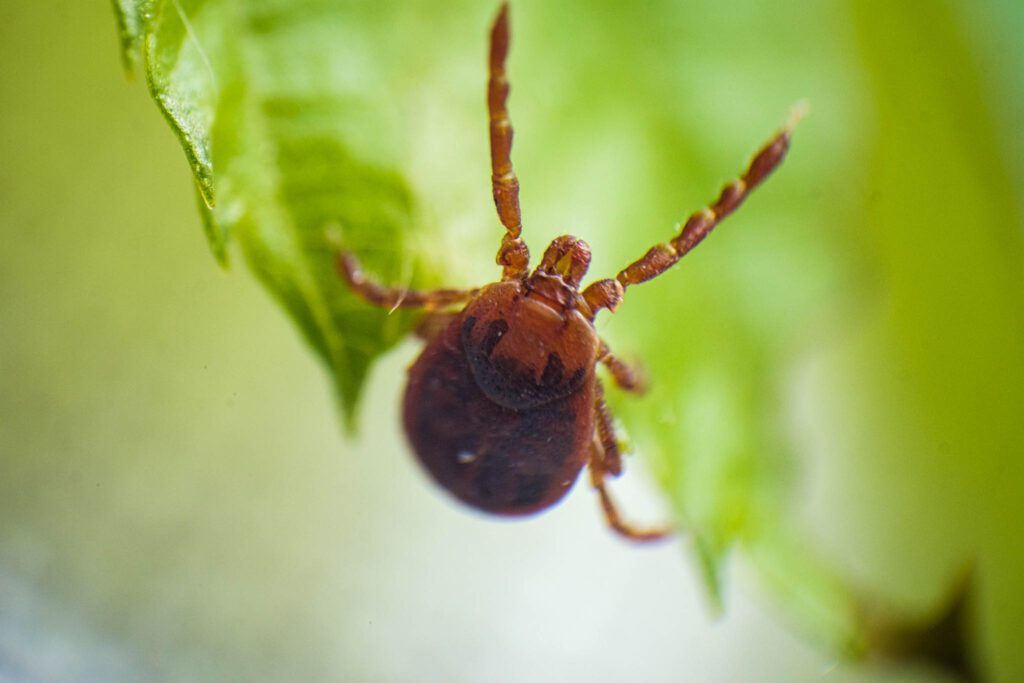 téli kullanvcs nőstény Földvári Gábor