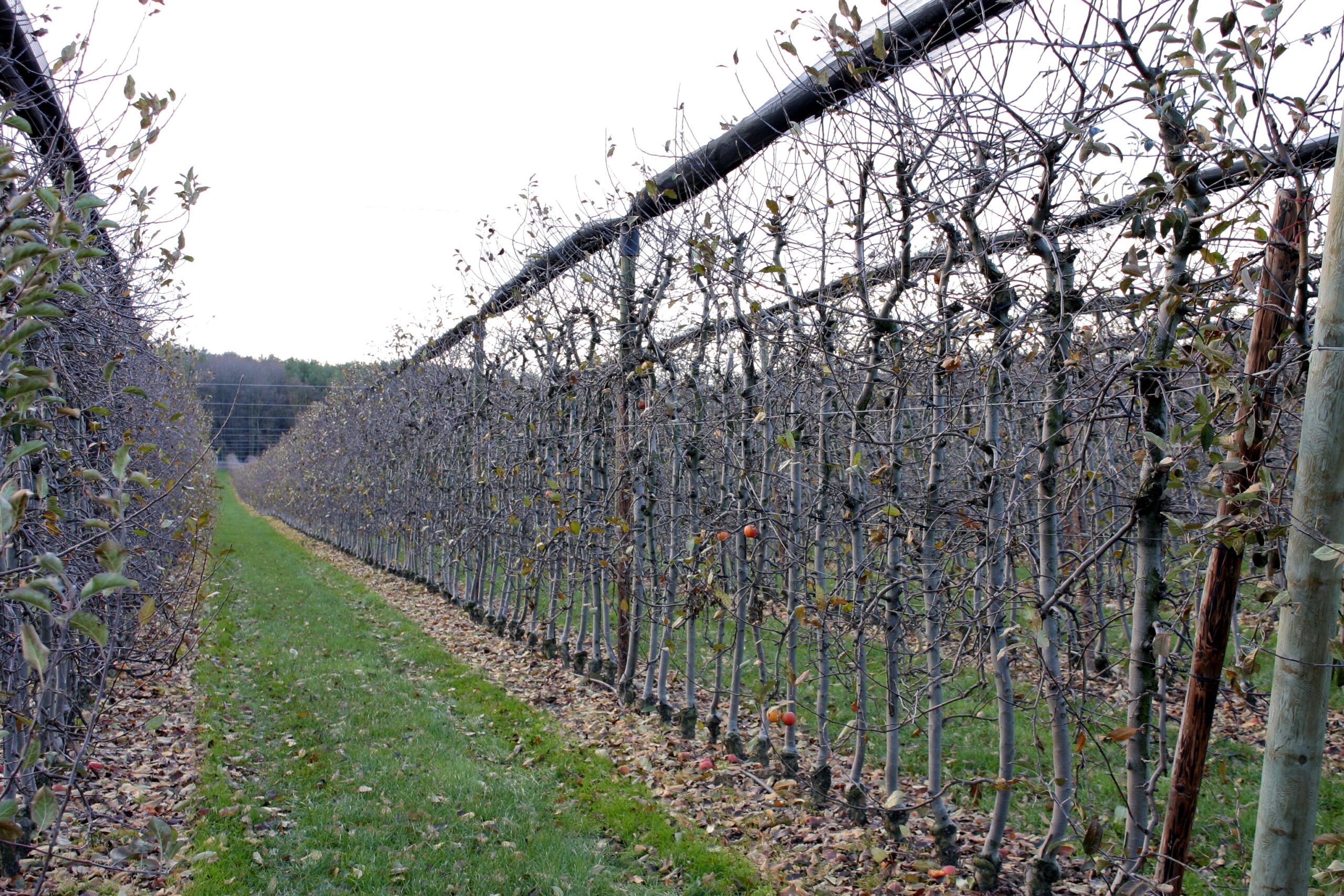 A sorközök füvesítése javítja a talajállapotot