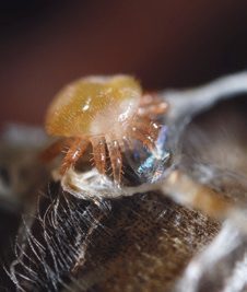 Varroa destructor kifejlett hím