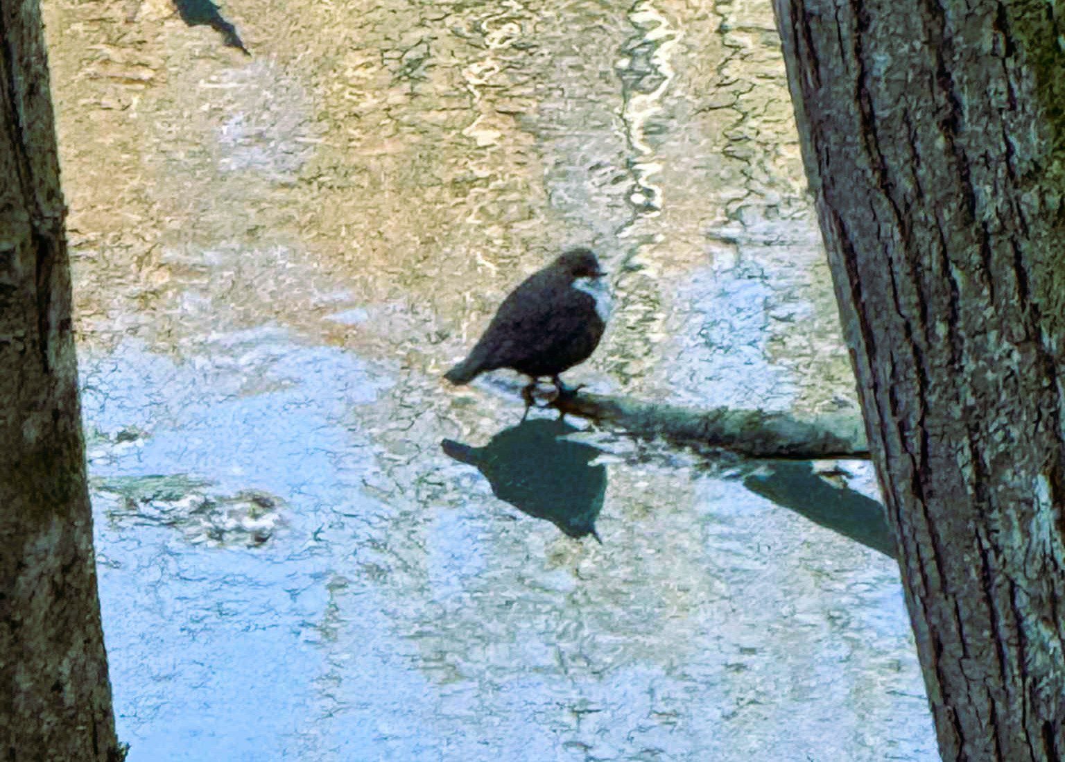 Lencsevégre kaptuk egyik ritka hegyvidéki madarunkat