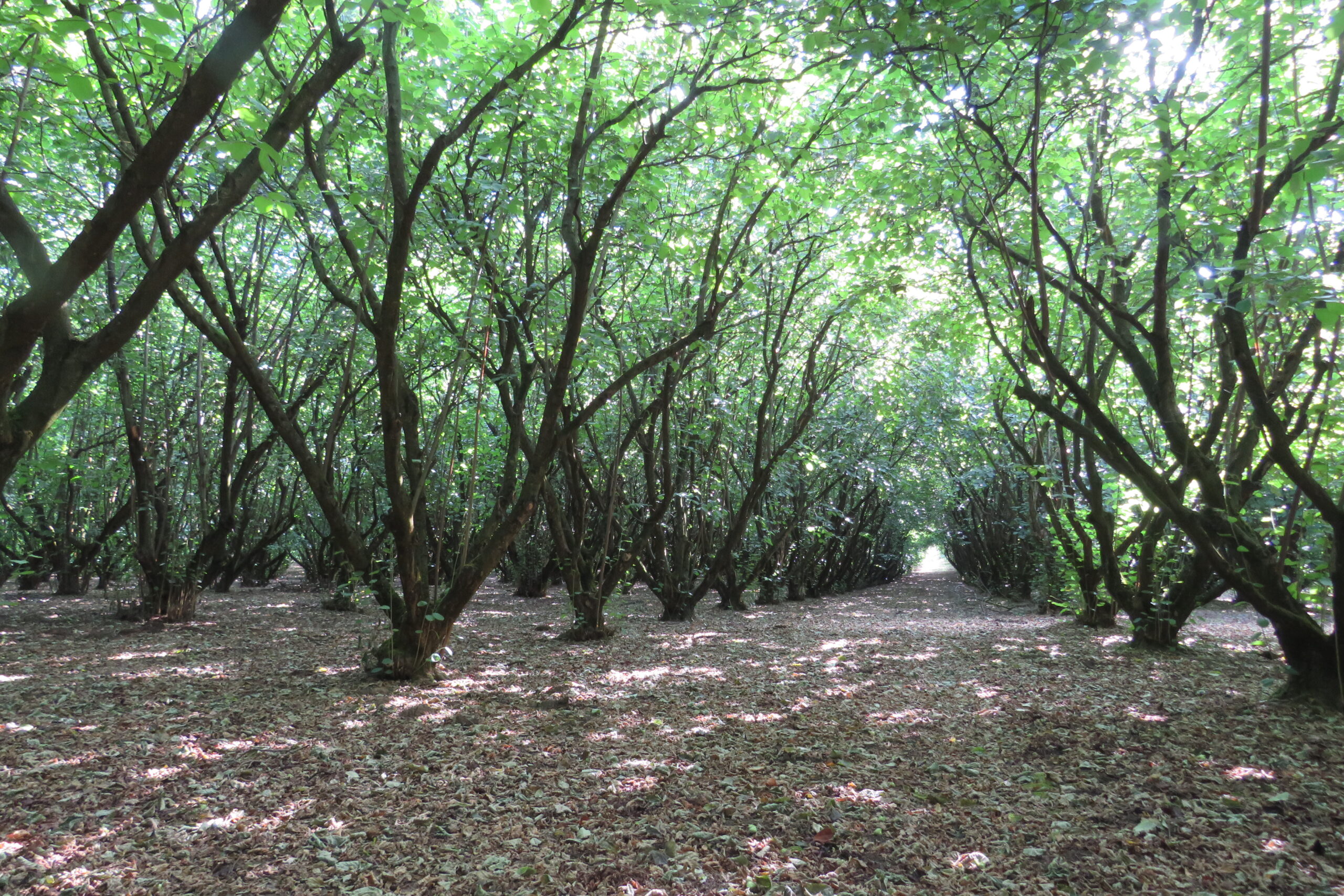 Idős balatonboglári mogyoróültetvény felújítása