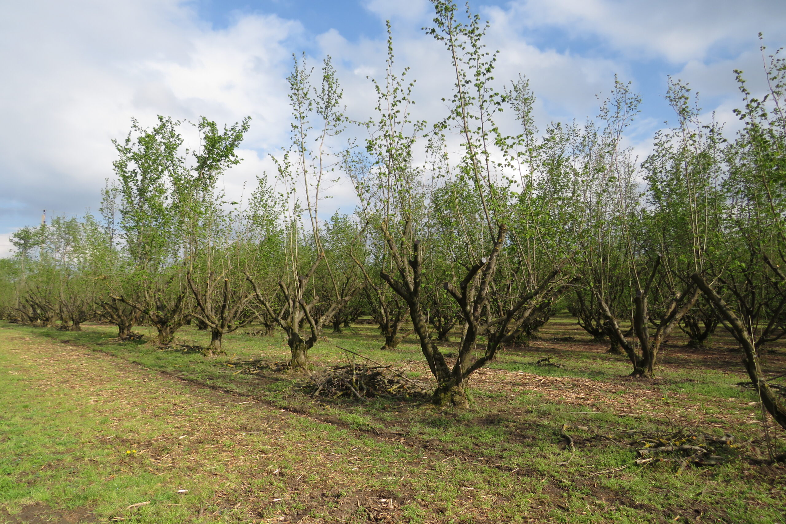 Az erős visszafűrészeléskor néhány fiatal ágat hagytunk meg mogyoró