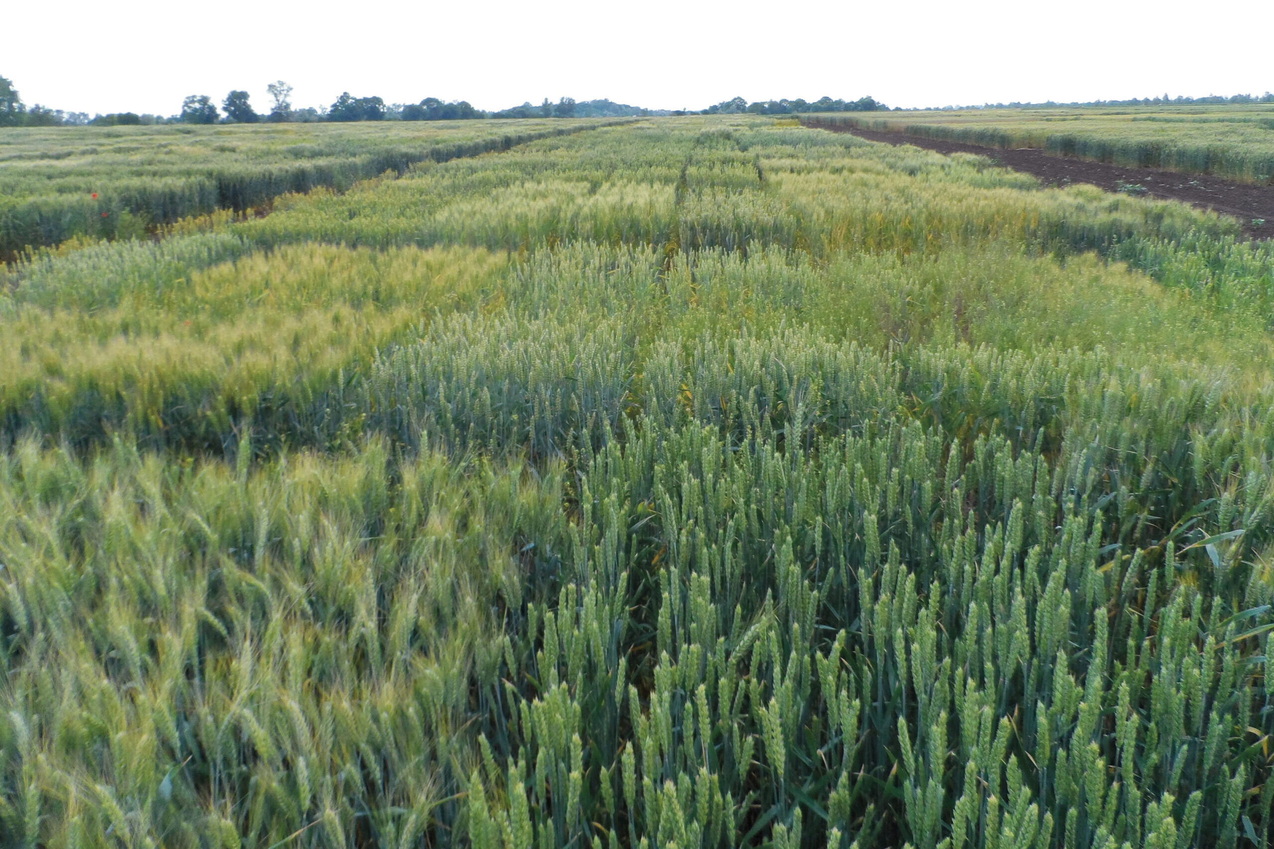 2.ábra: Őszi búza DH-törzsek kisparcellás kísérletben