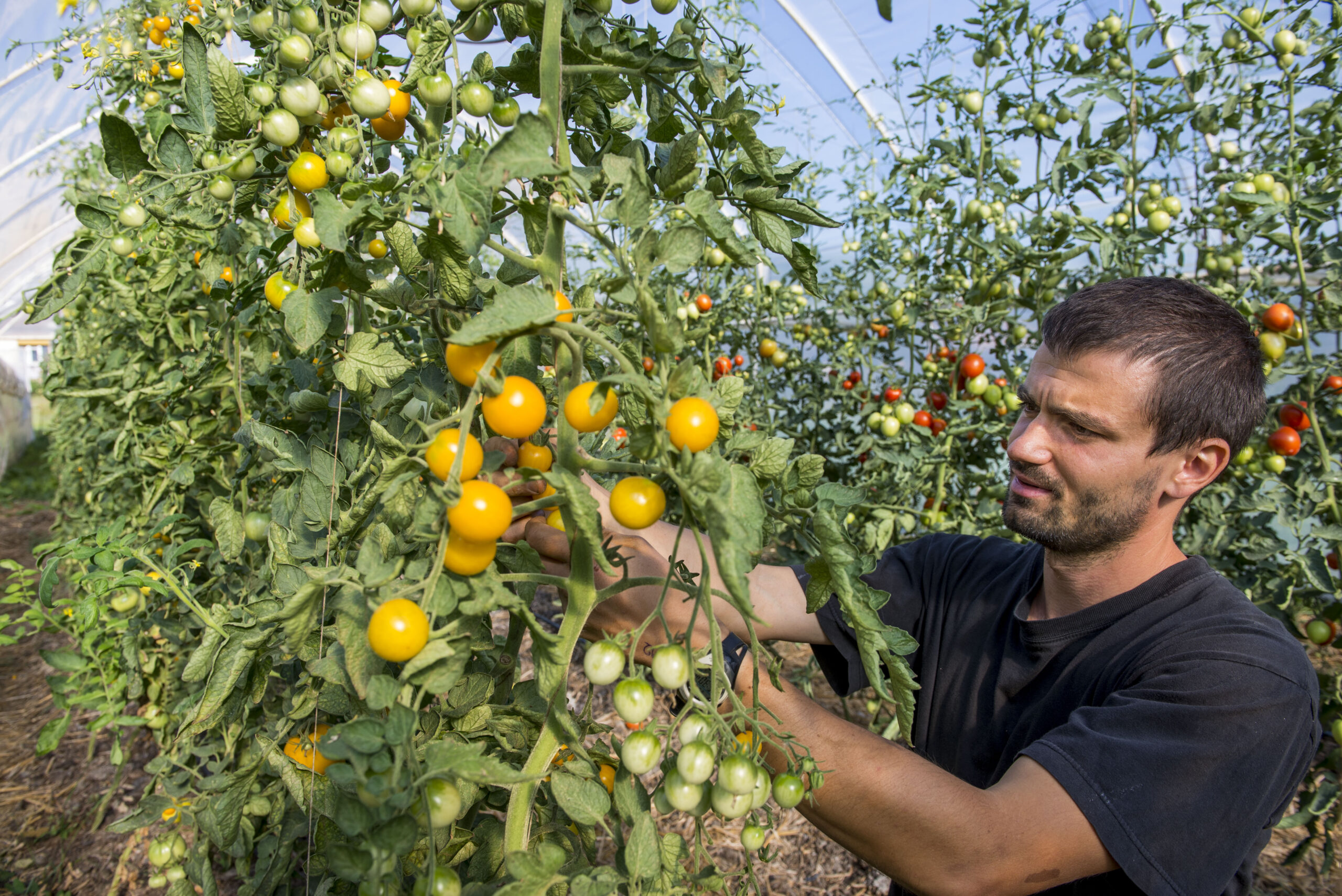 „Az élet esszenciája a mag” – a hónap embere Dezsény Zoltán, MagosVölgy alapítója