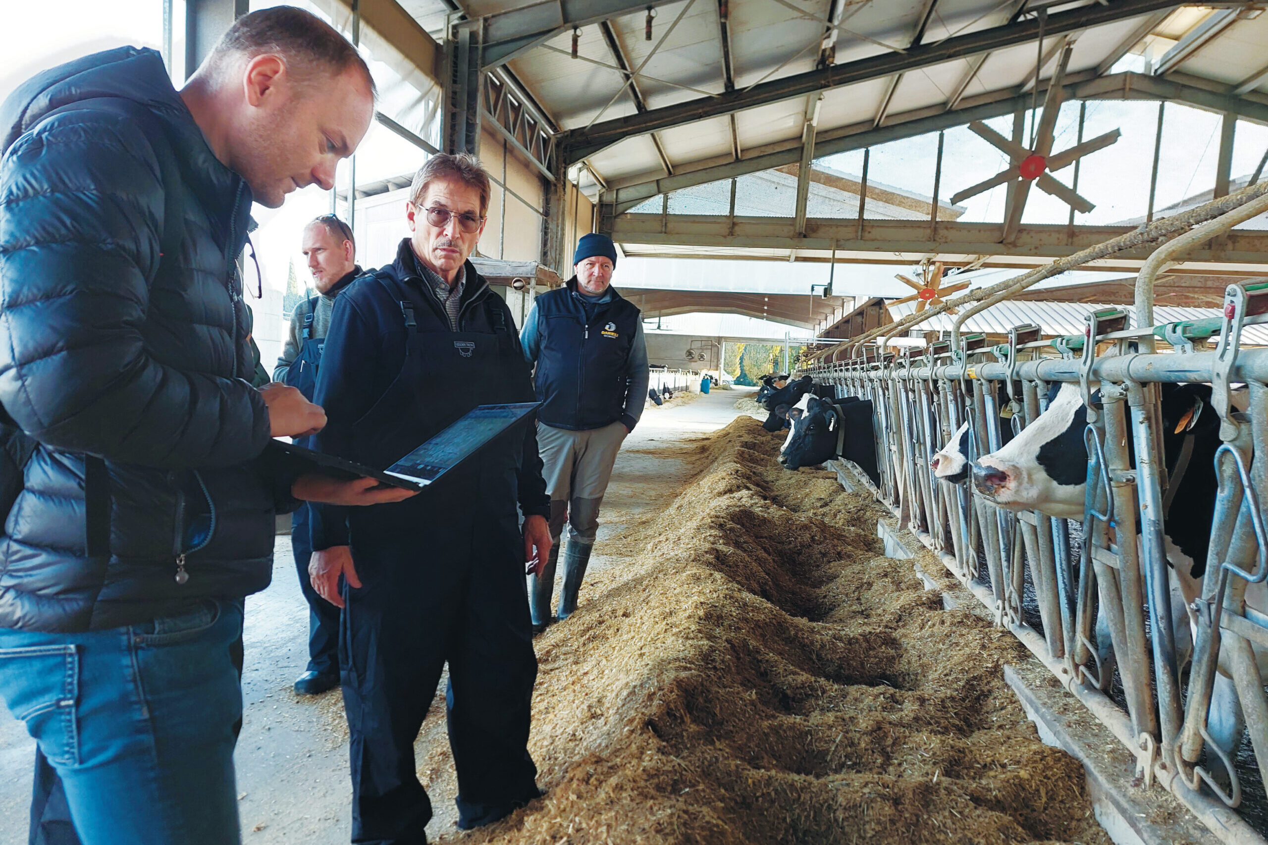 Egy tanulmányunkban a nitráttartalmat elemeztük a tejelő tehenek TMR mintáiban
