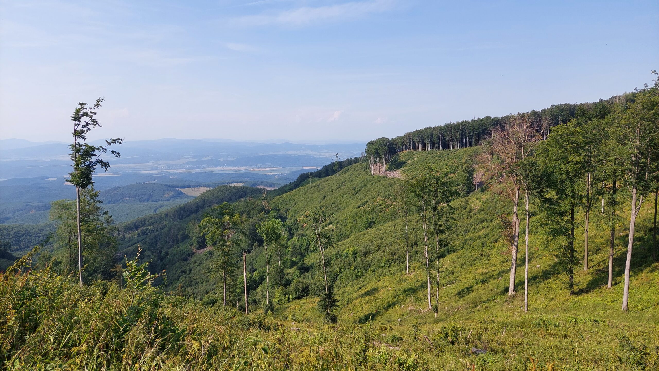 mátra látkép erdő vágás felújítóvágás