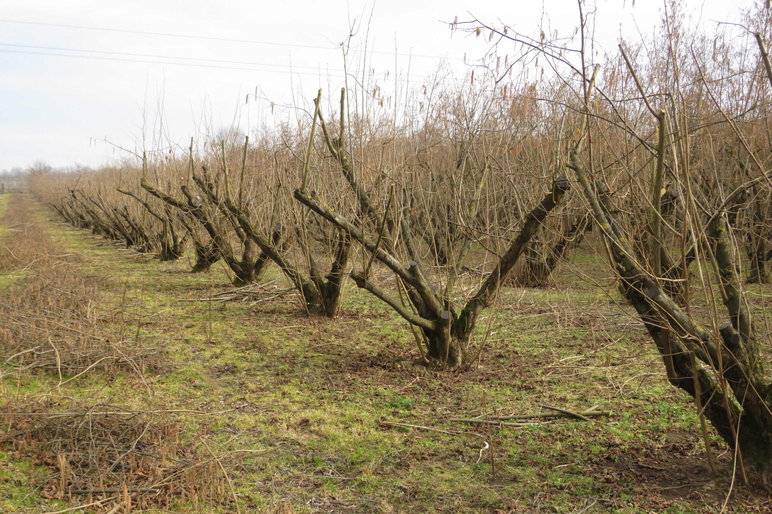 A második évben kivágtuk az addigmeghagyott függőleges ágakat is