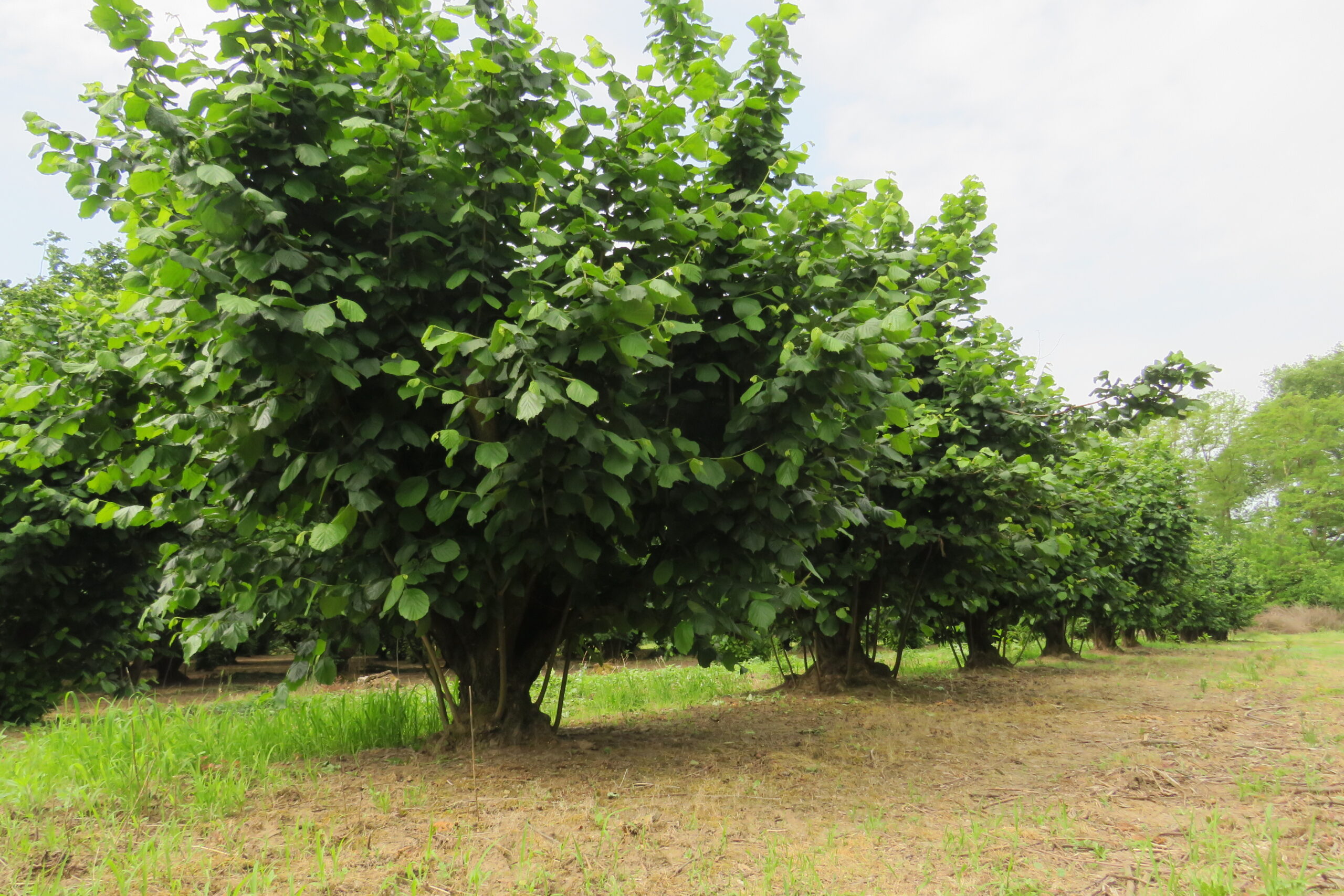 Erős növekedéssel reagálta visszavágásra az ültetvény