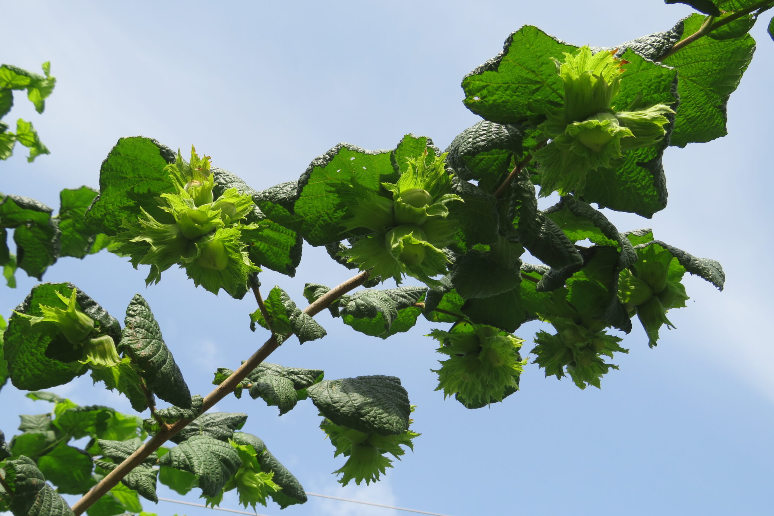 Valamennyi termés is volt az ágakona második-harmadik évben