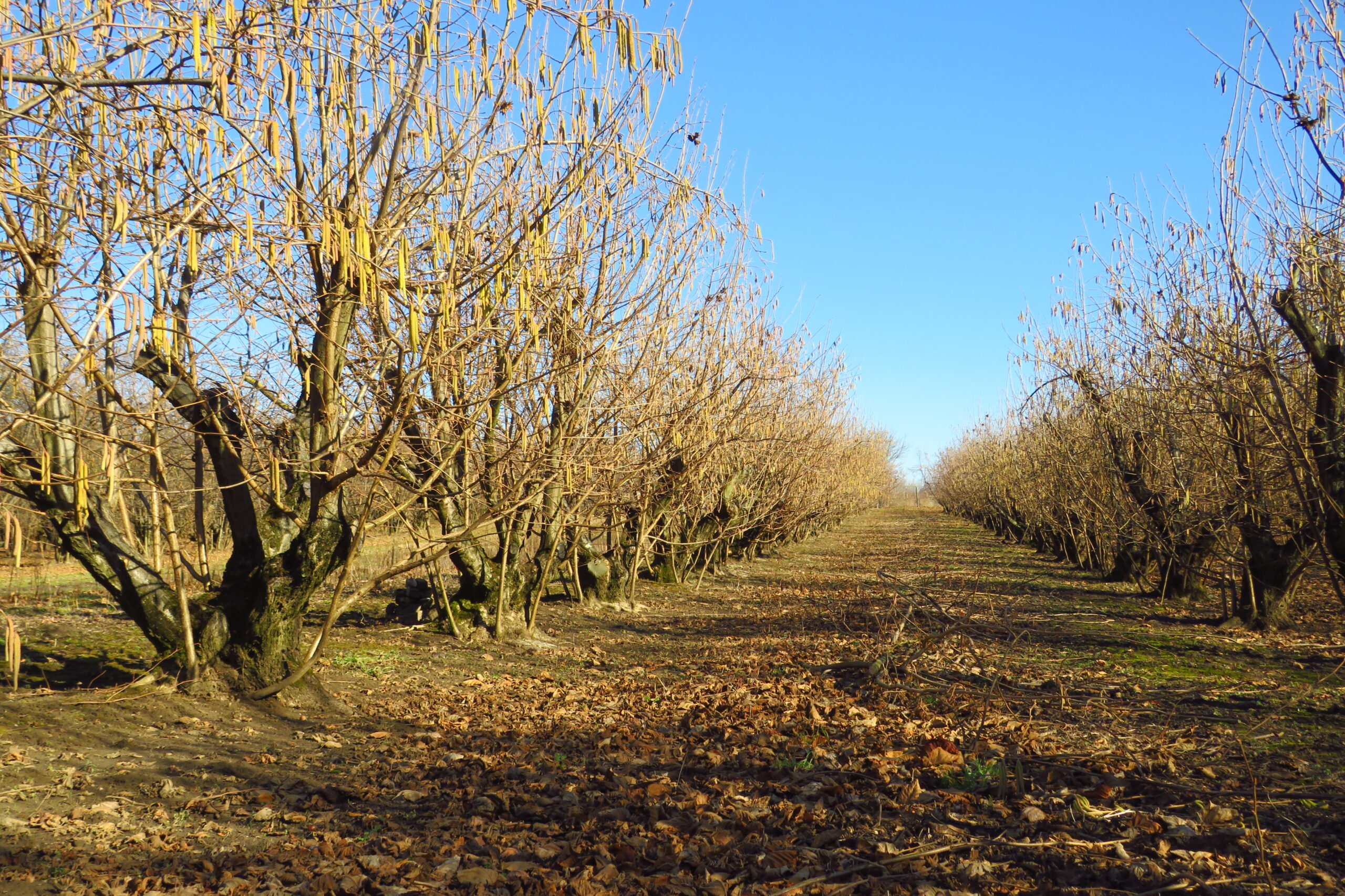 A felújítás harmadik évébenerősödni hagytuk az új sarjakat, továbbra is erőteljes a növekedés
