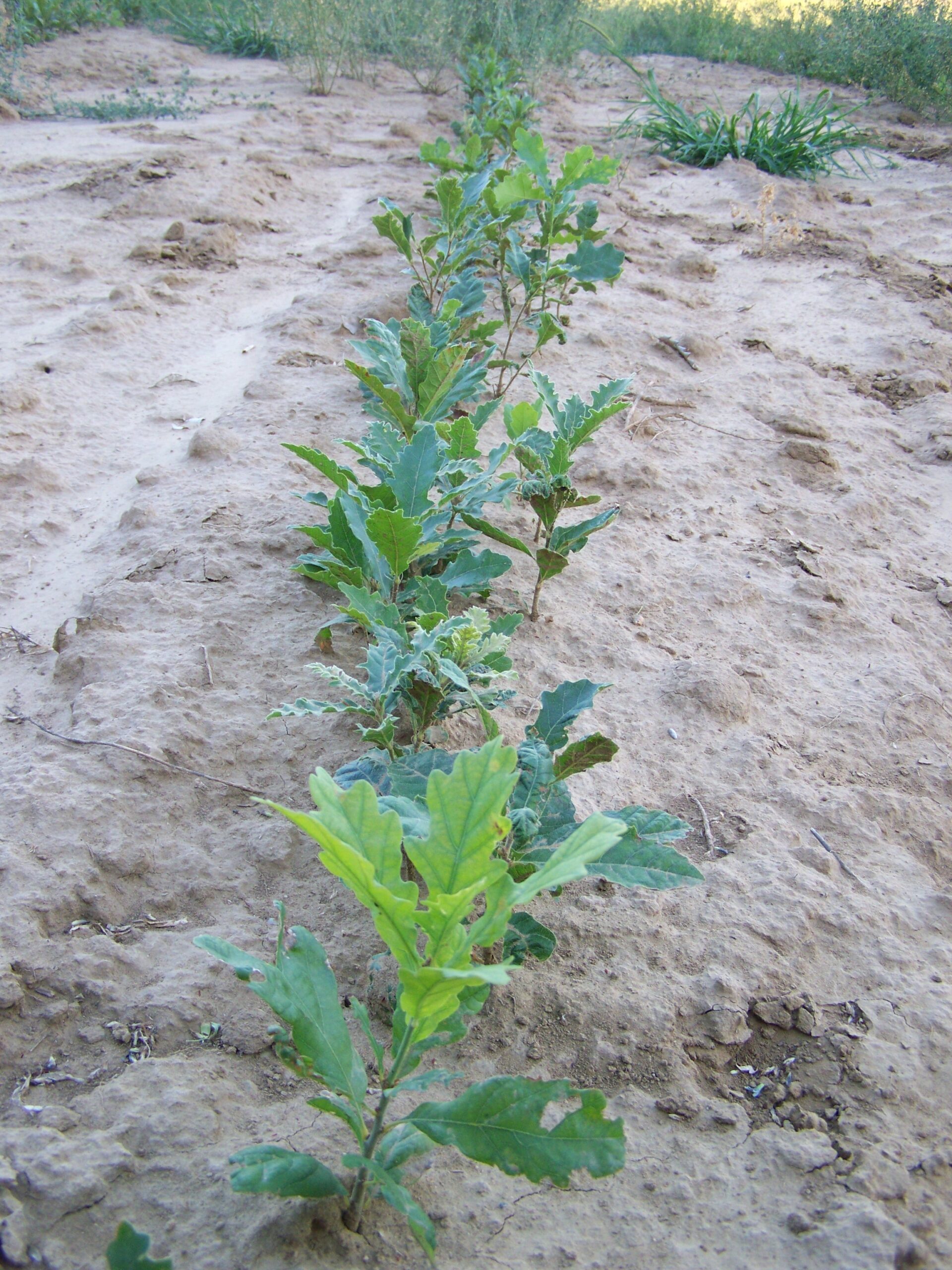 A klímaváltozáshoz alkalmazkodó,szárazságtűrő fafajokat telepítenek