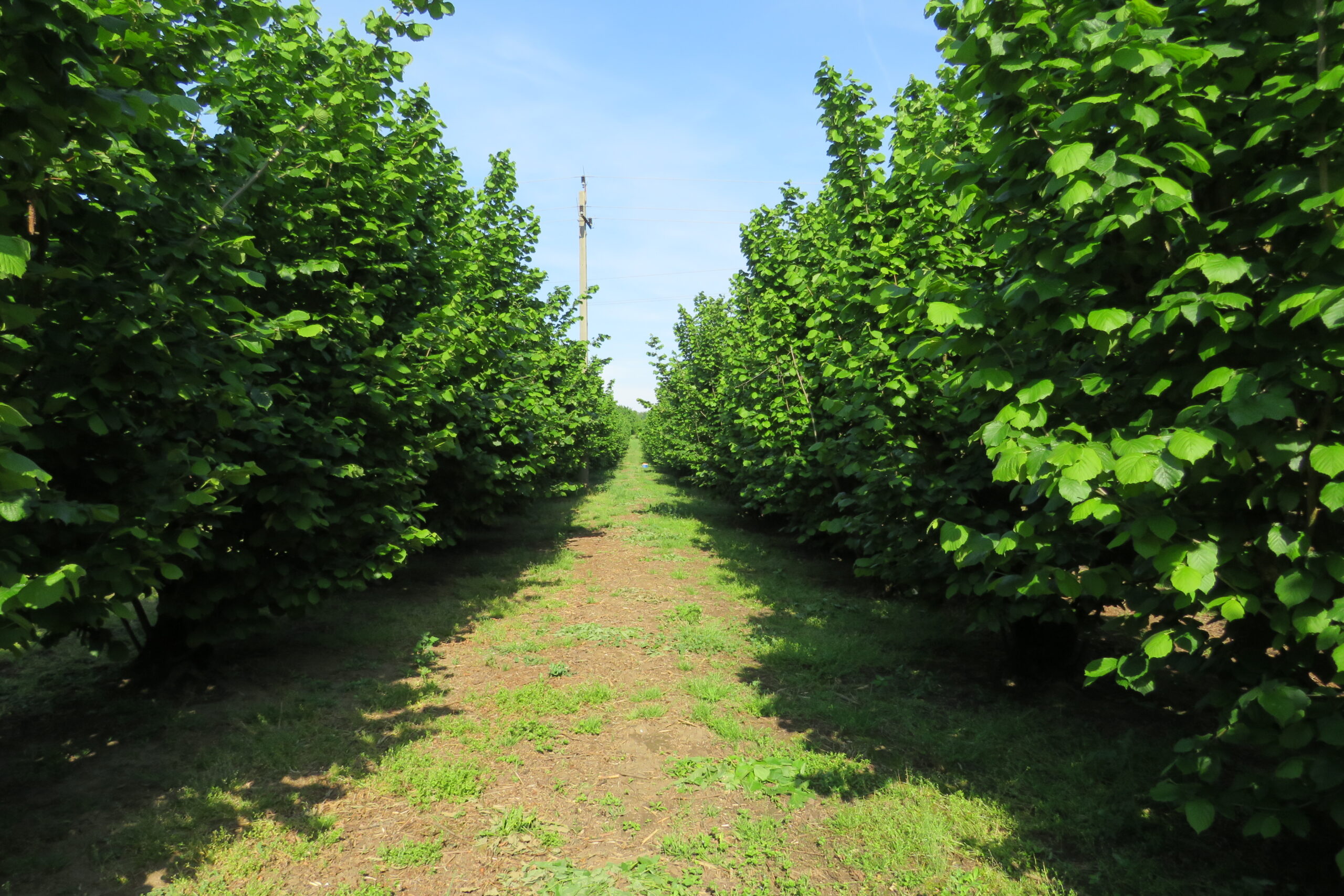 A felújítás harmadik évében erősödni hagytuk az új sarjakat, továbbra is erőteljes a növekedés