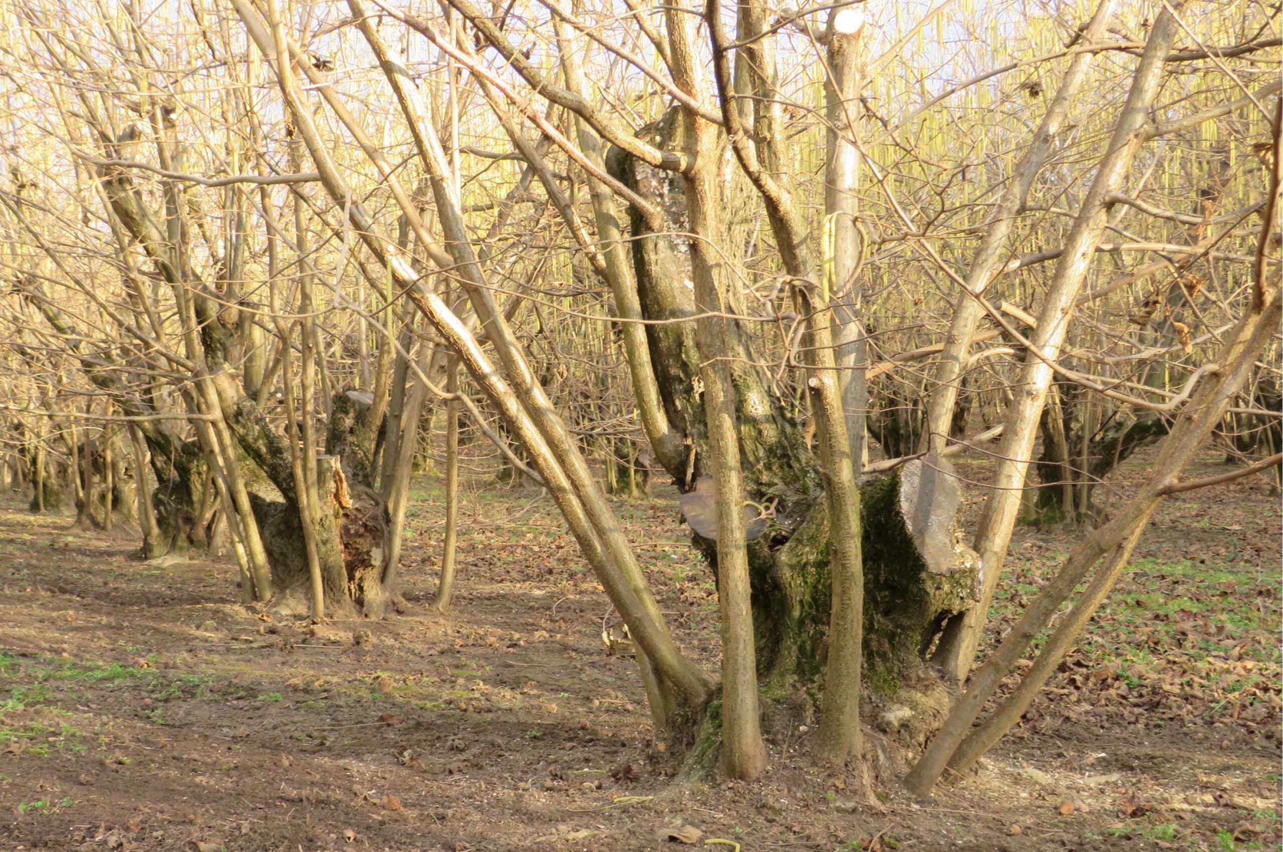 Az új tősarjak vették át a korona szerepét