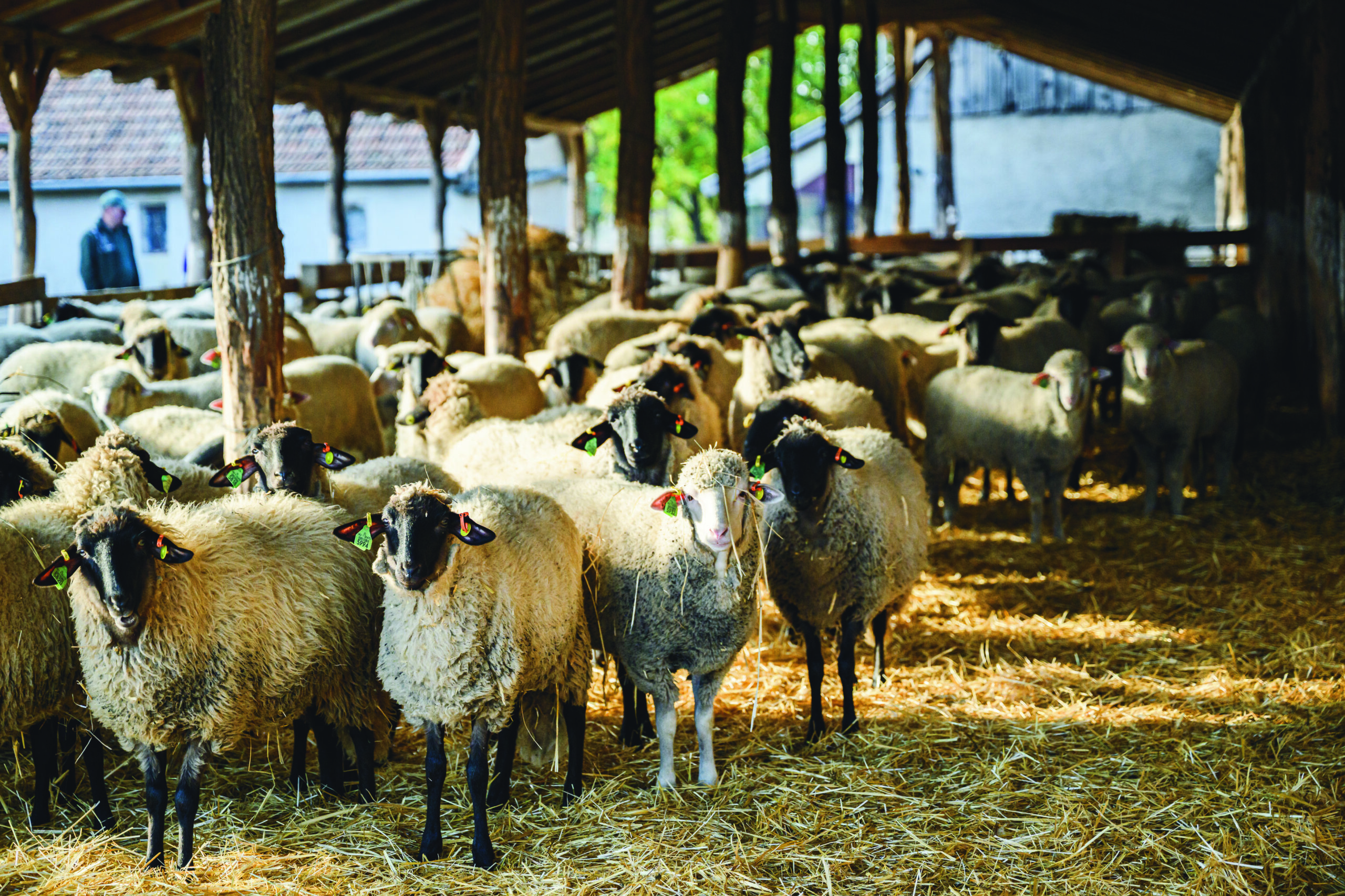 Fotók: Csatlós Norbert