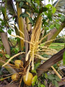 Csodaszer-e a kókuszvirágcukor?