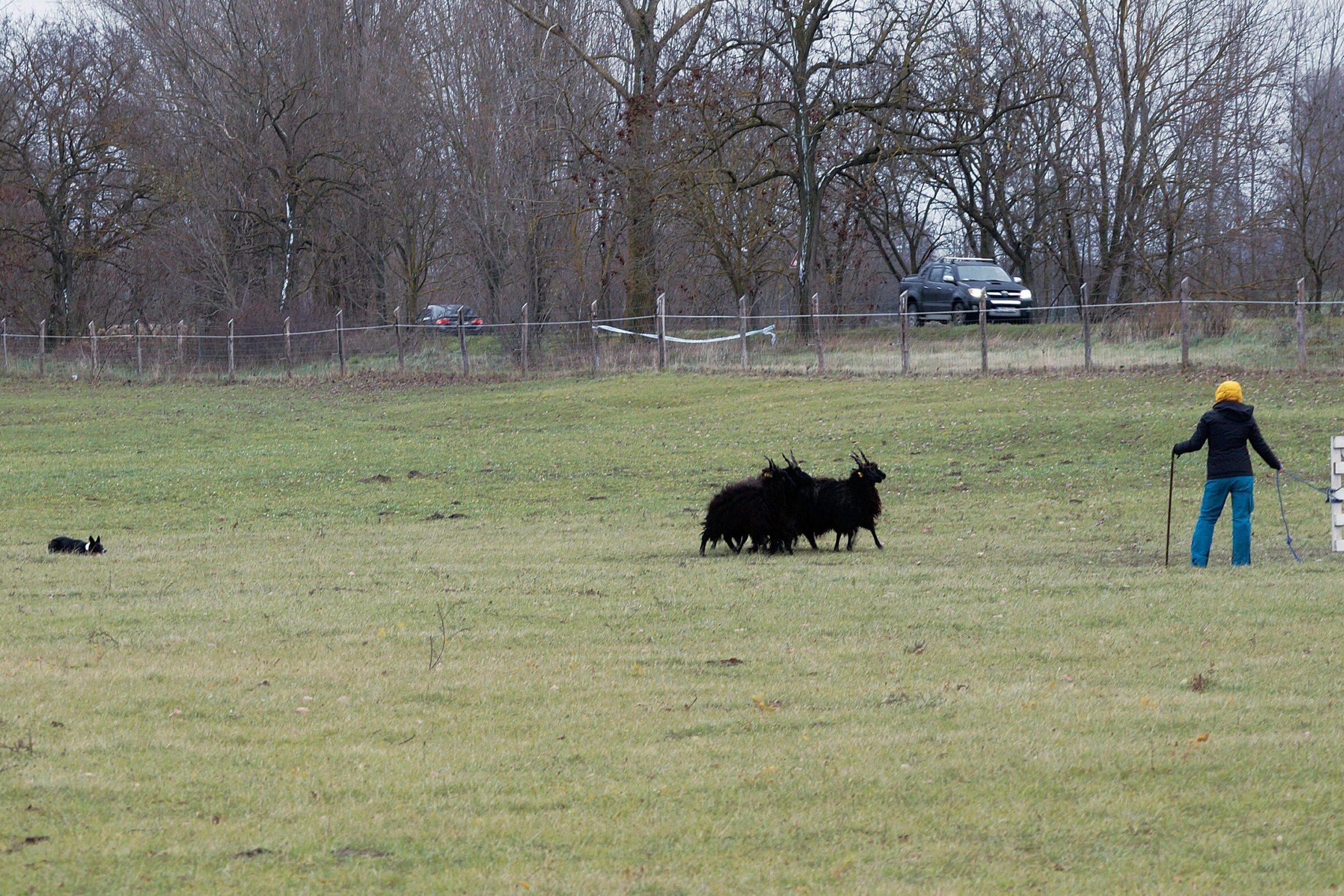 A kutya távolról, lopakodva közelít a nyájhoz, a gazda a mögötte lévő karámba akarja juttatni a juhokat
