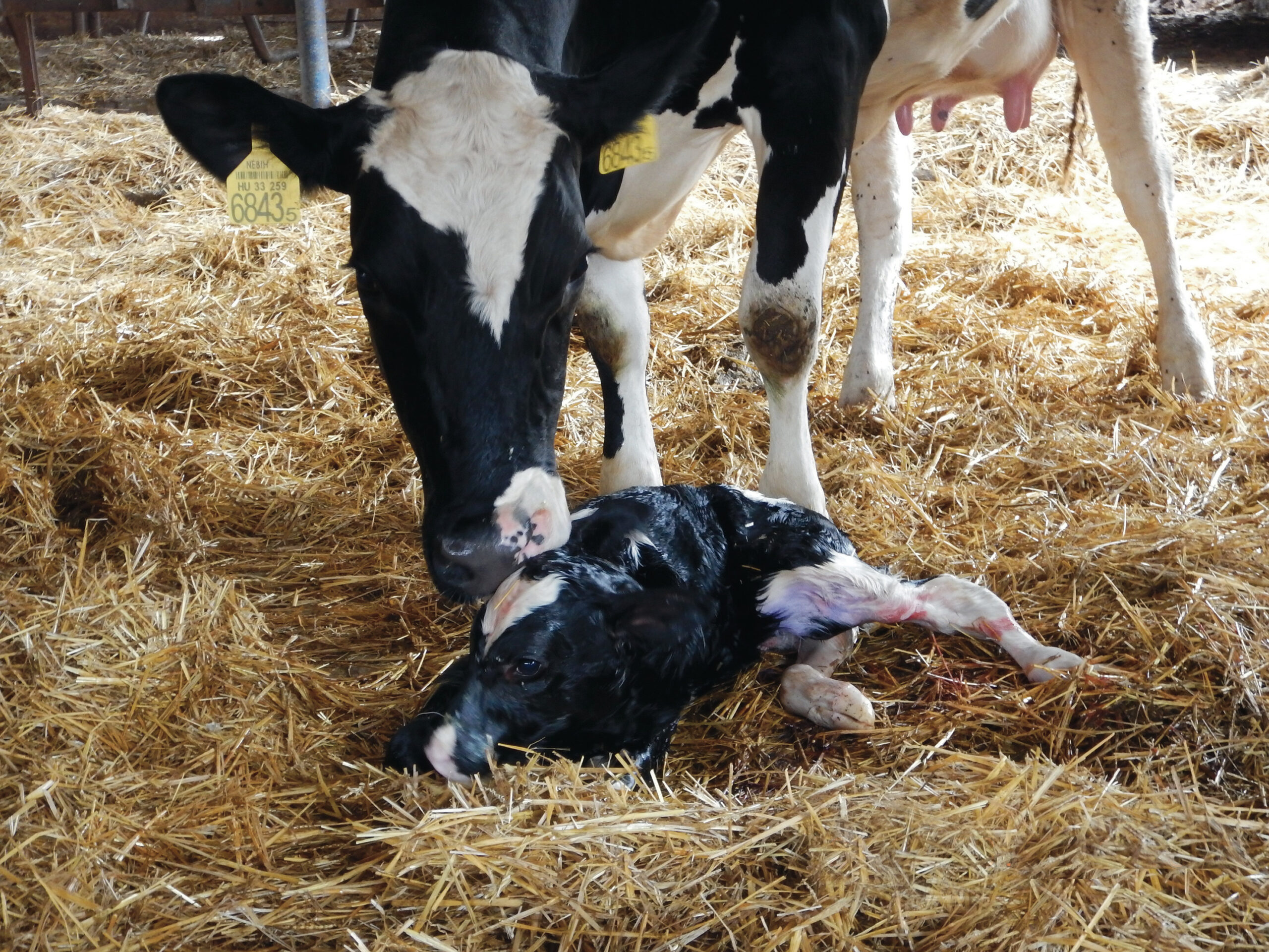 Nitrátmonitorozás, szigorodó határérték: állataink egészsége a tét