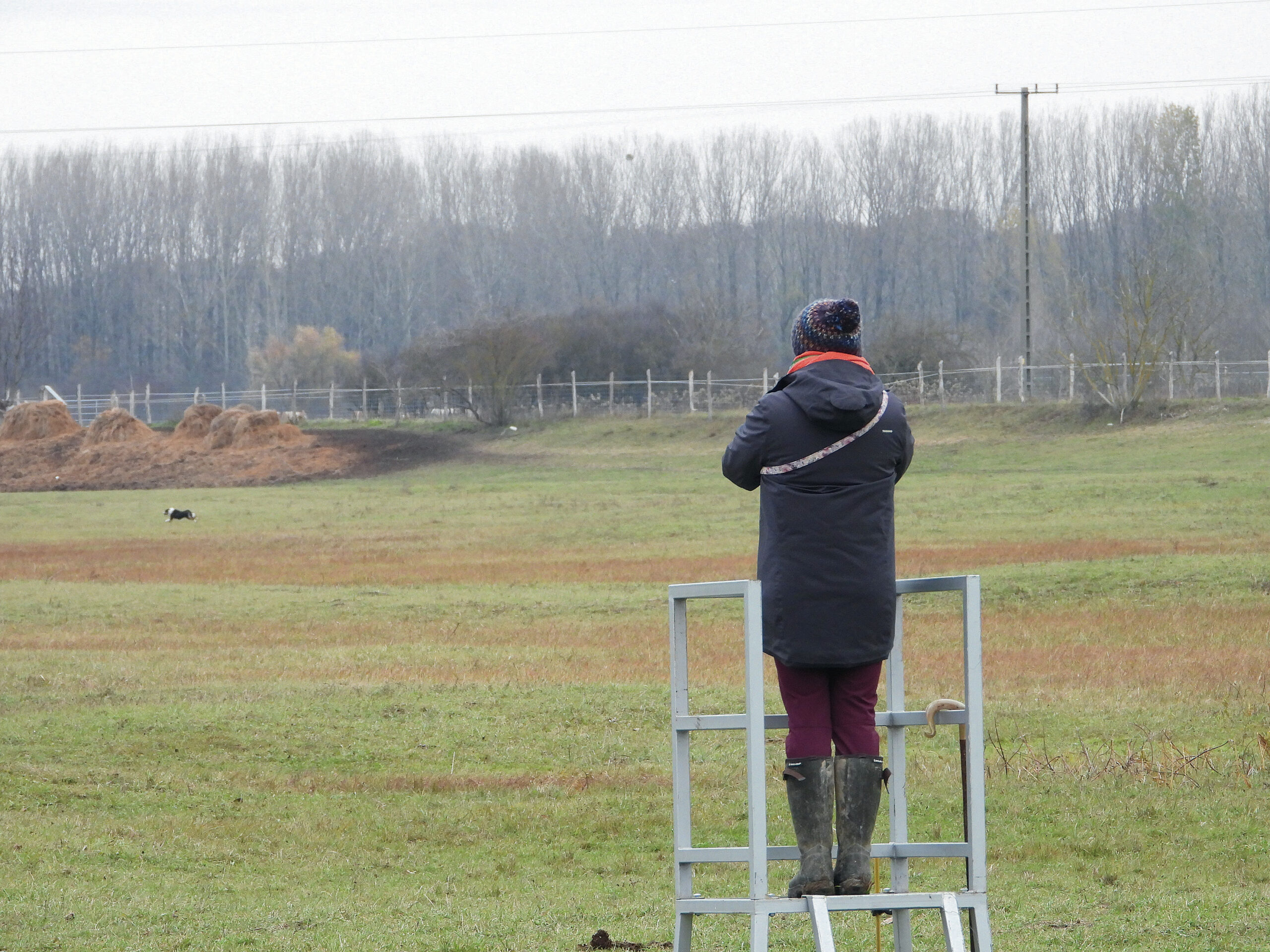A gazda a kilátóállványról síppal irányítja az ebet