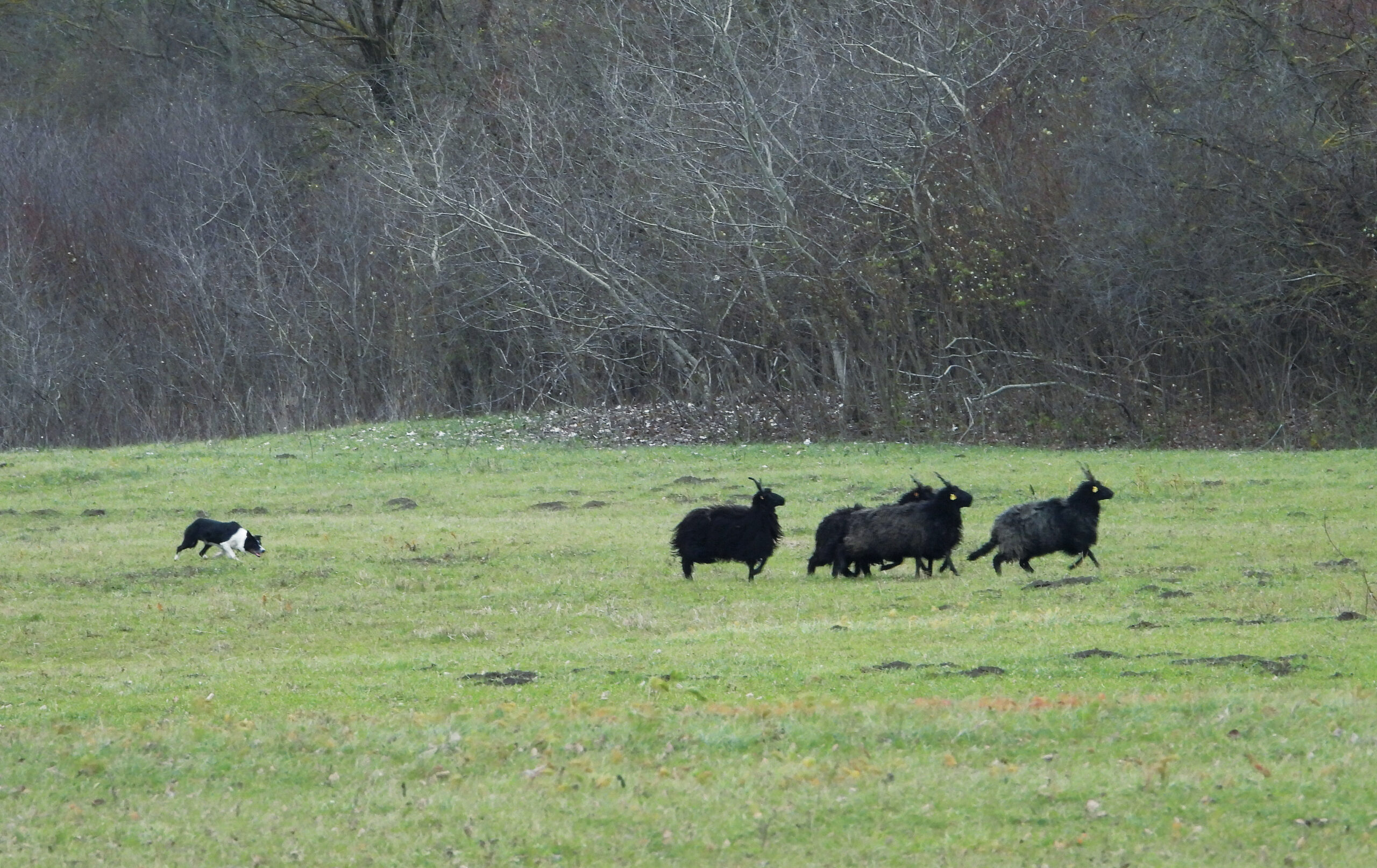 A kutya becserkészi a juhnyájat (fotó: Domini Cedzo)