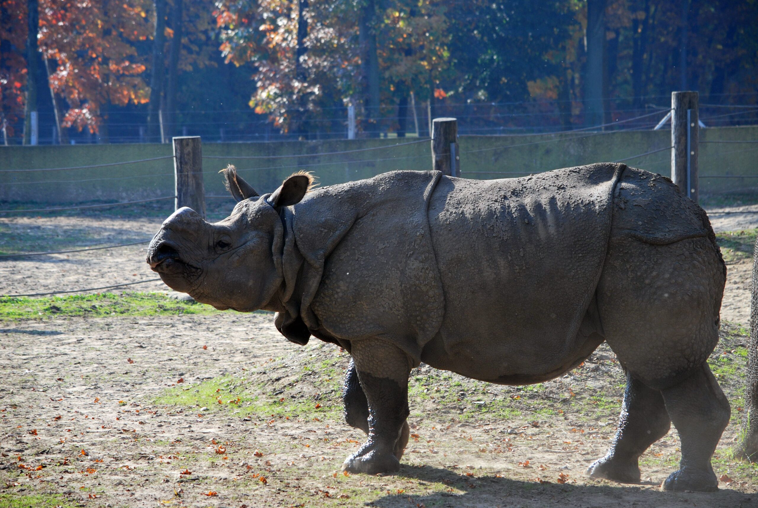 Elutazik Csülök, a Szegedi Vadaspark egyik orrszarvúja