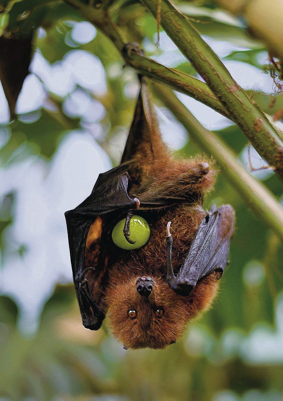 denevér repülőkutya