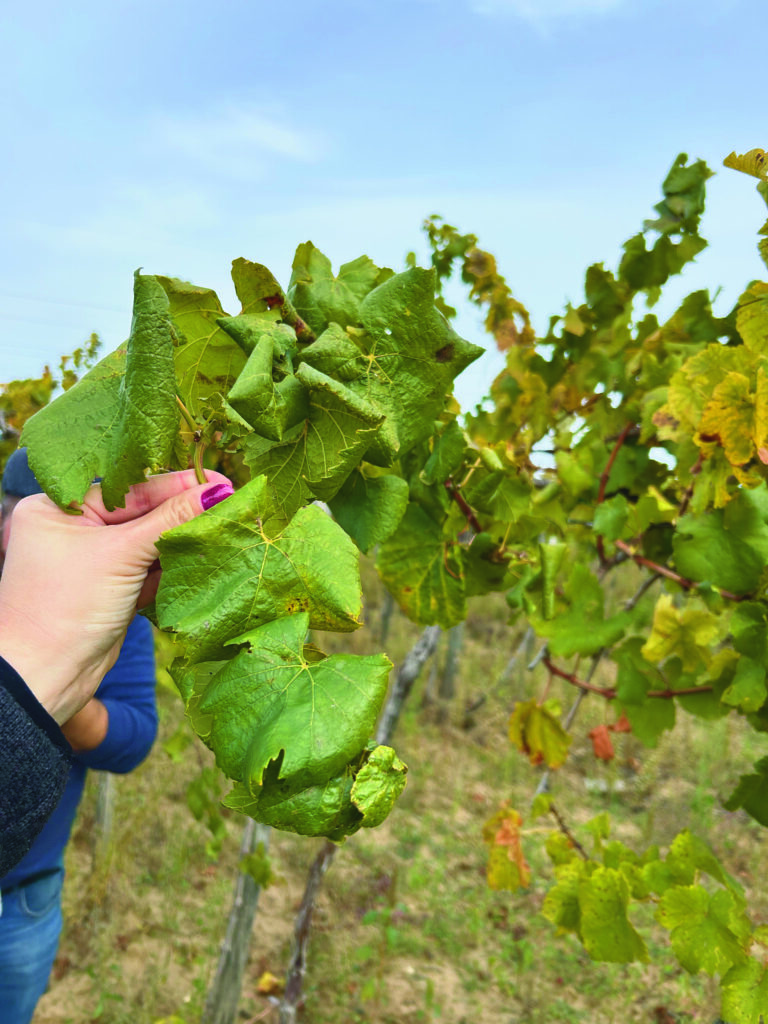 A szőlősárgaság fitoplazmás betegségei és védekezési lehetőségek
