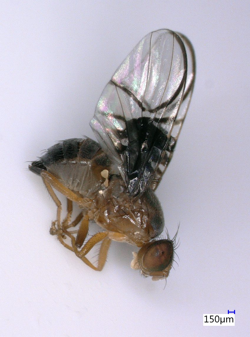 Galagonya-fúrólégy