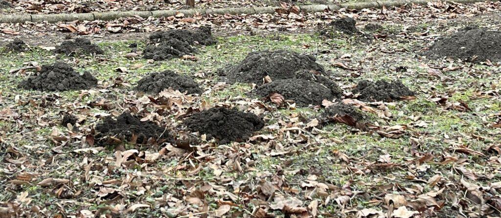 Az ön kertjében is hegyméretű vakondtúrások jelentek meg tél végén? Ne bánja!