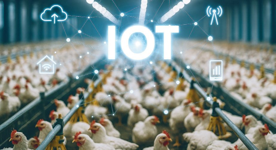 Fenntartható baromfitartás: a jövő gazdasága már ma épül