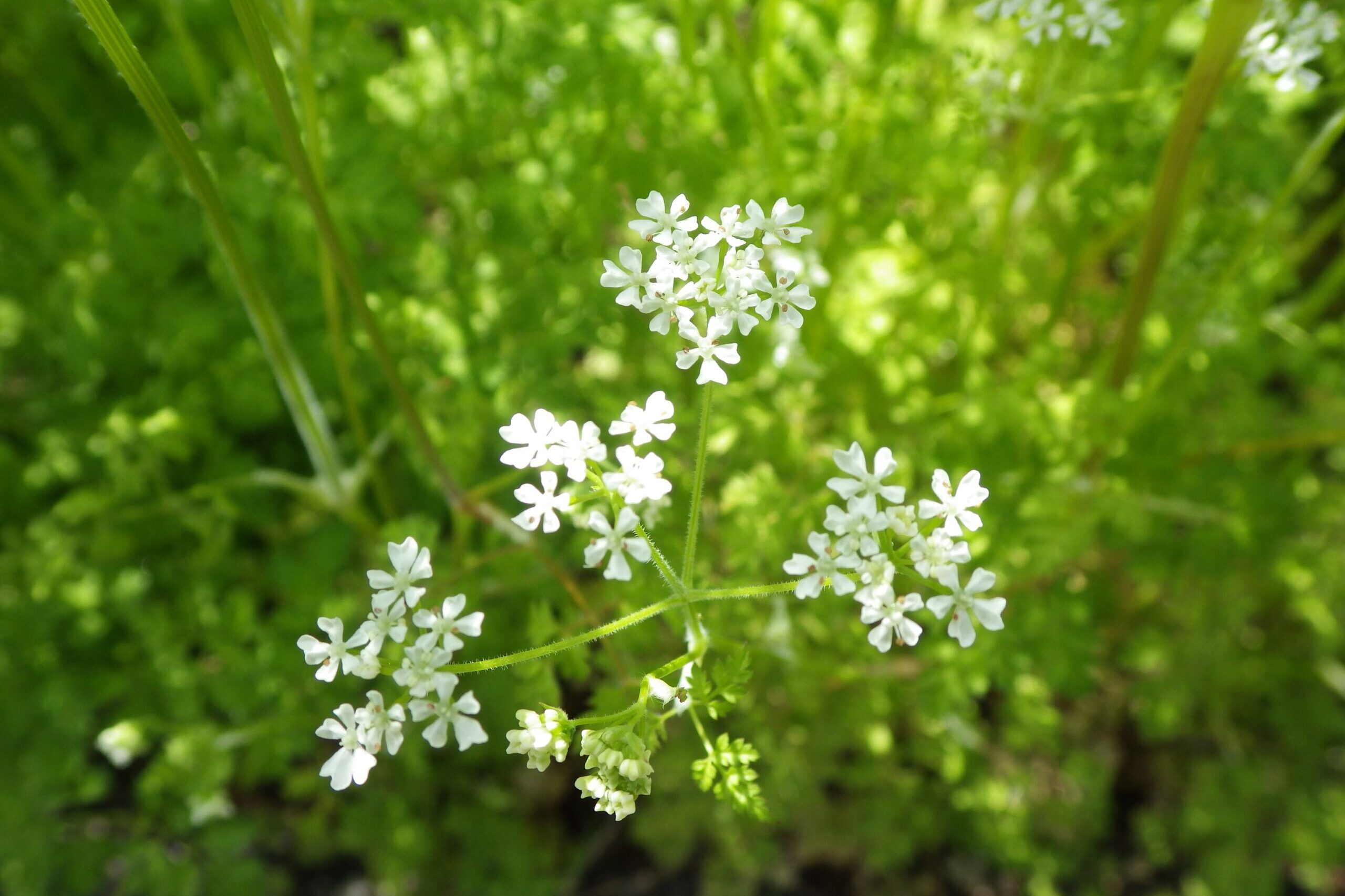 Zamatos turbolya – kezdődik a szezon