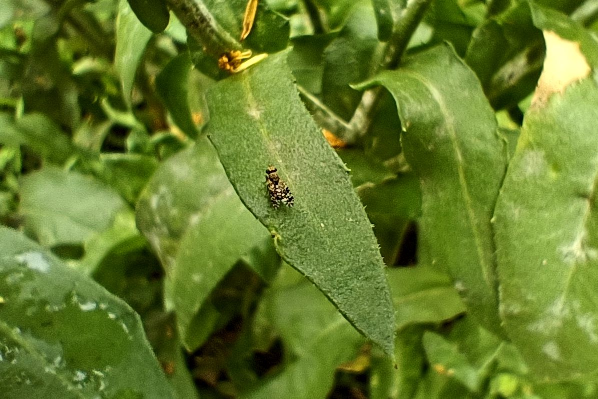 Két kevéssé ismert kártevő fúrólégy