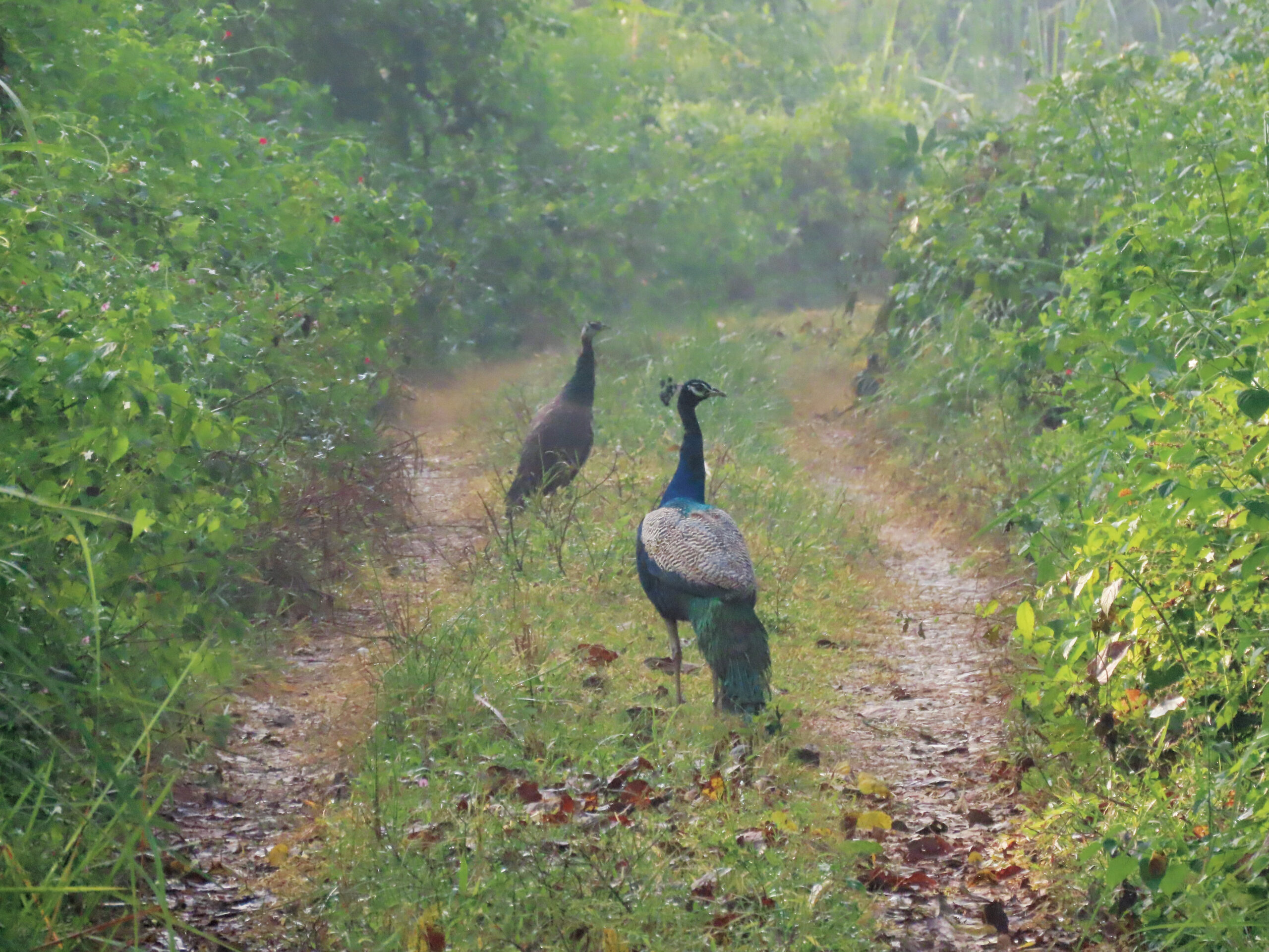 Pávát látván… – tartsunk pávát!