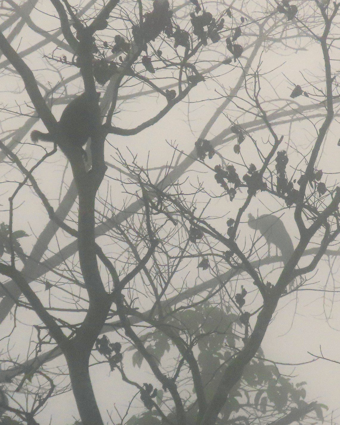 Rézuszmajom és pávakakas a közös alvófán(Nepál)