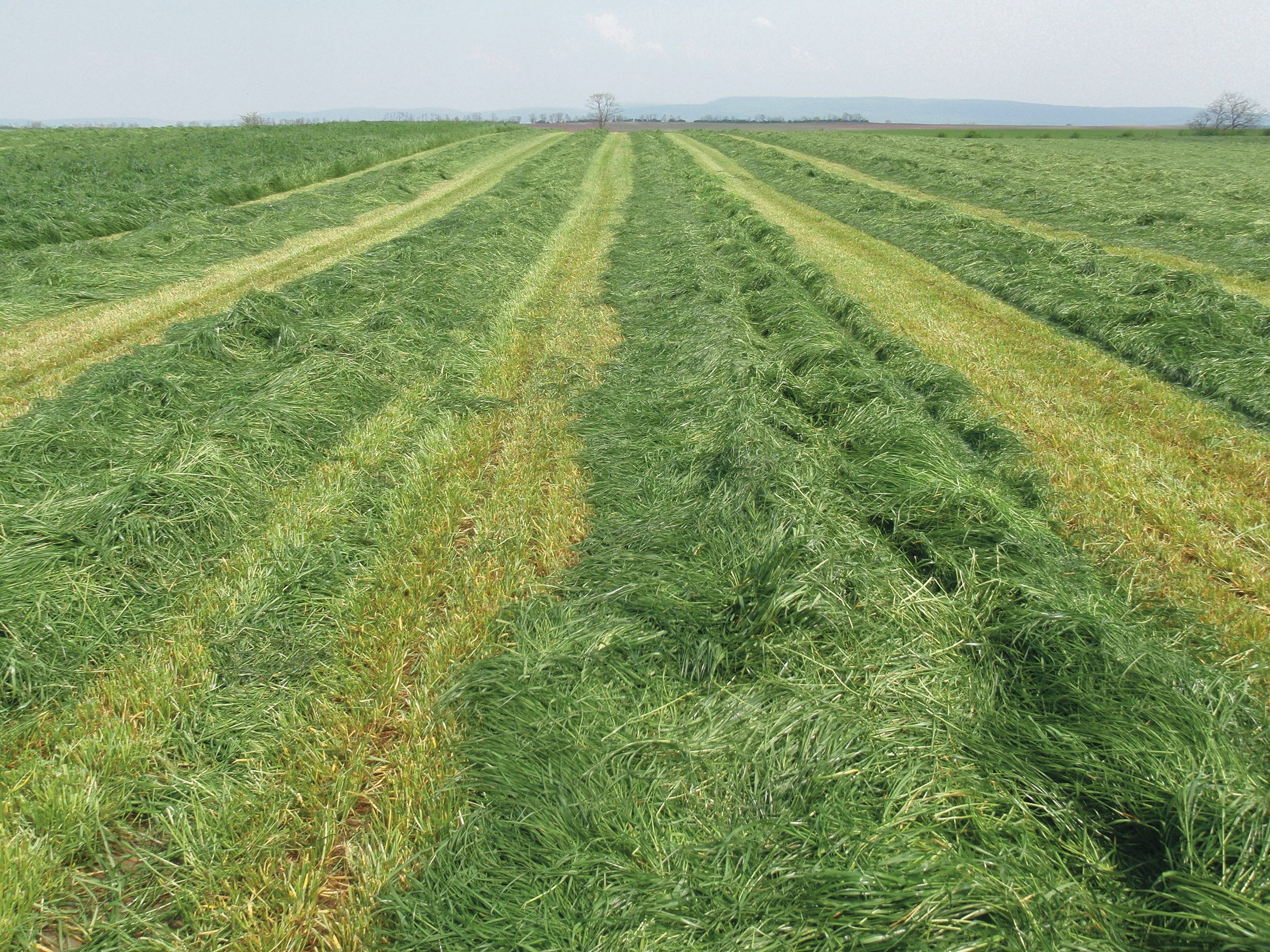 Különösen fontos a szilázsok nitráttartalmának rendszeres ellenőrzése